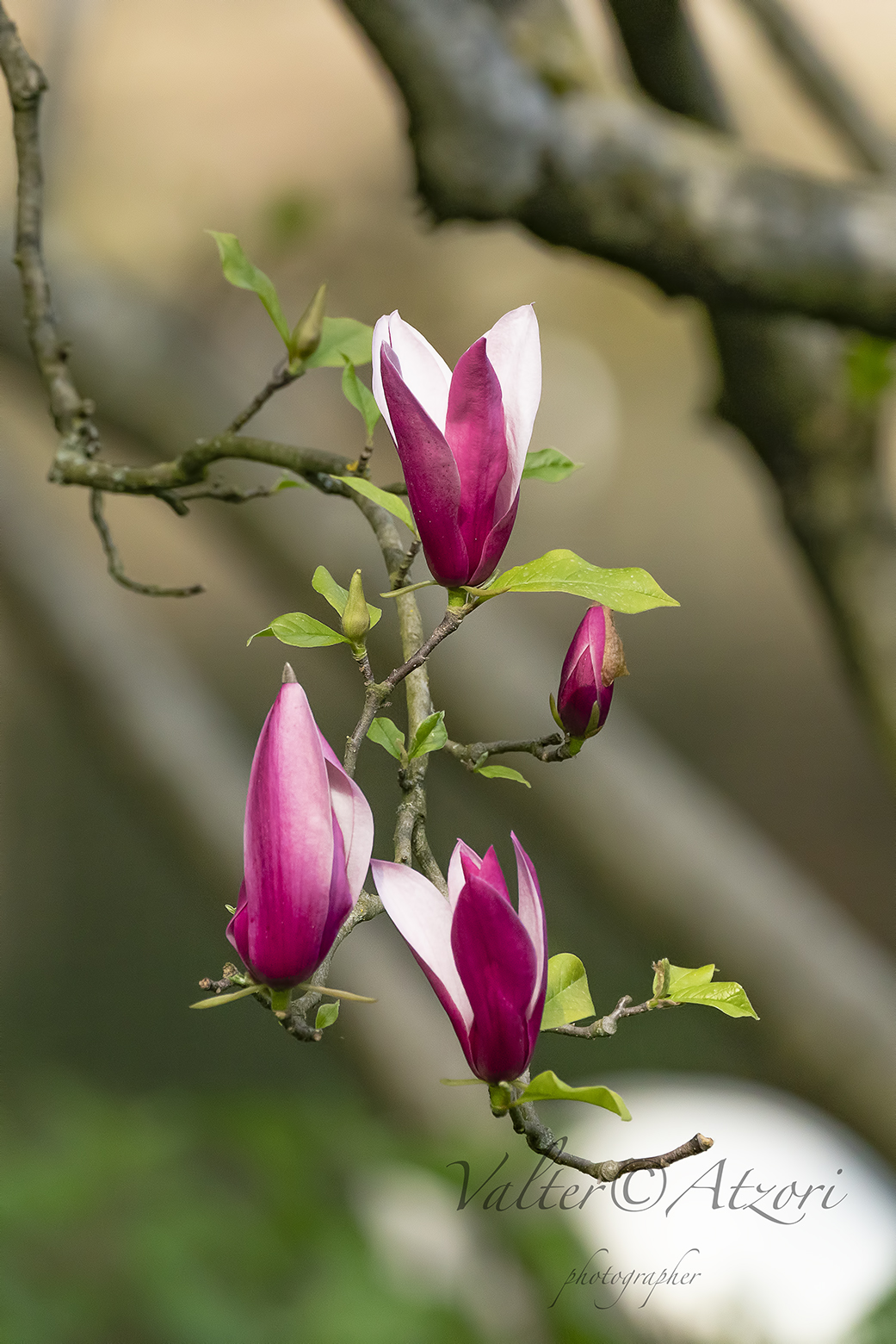 Magnolia