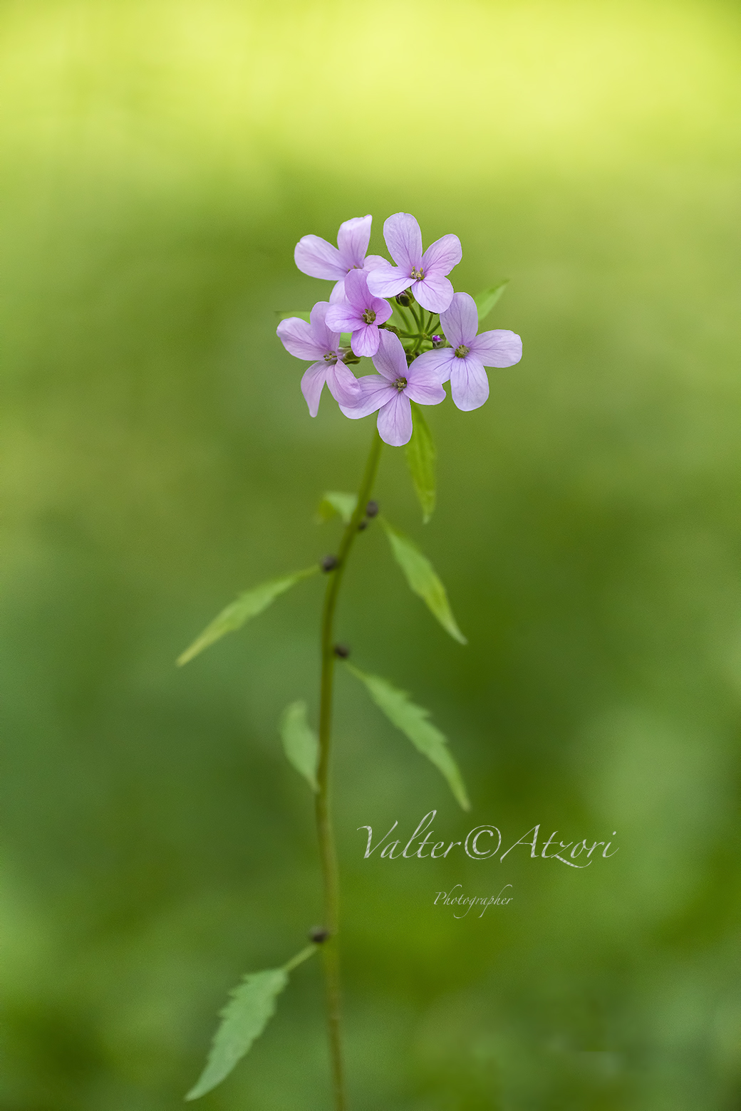 The magic of blurred Bokeh