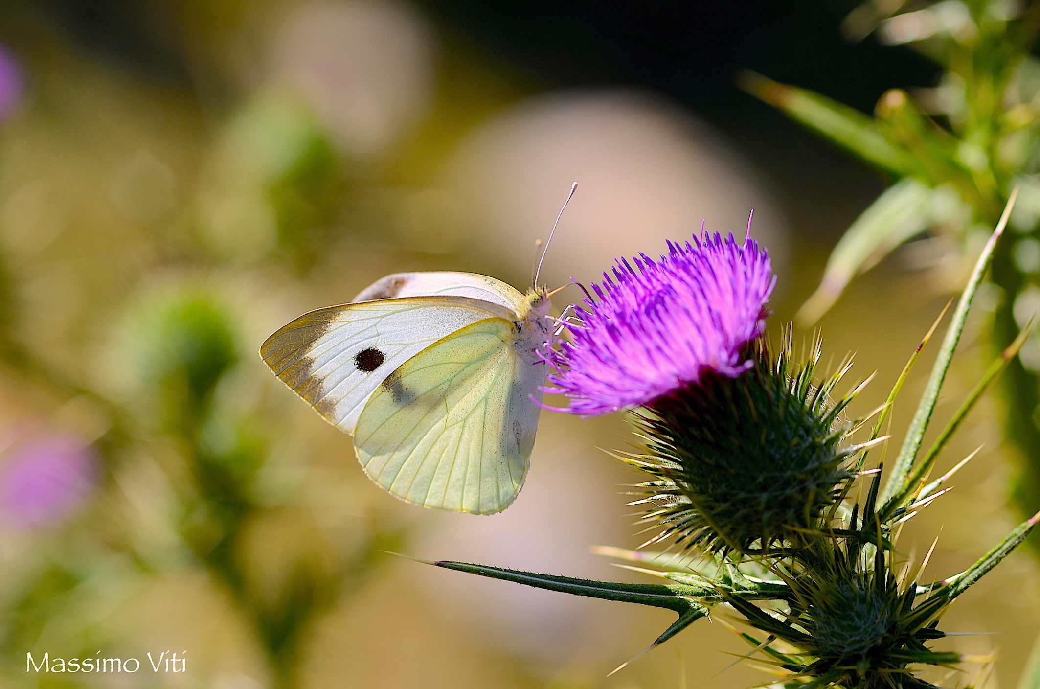 Tavolaia (Pieris rapae) on Thistle