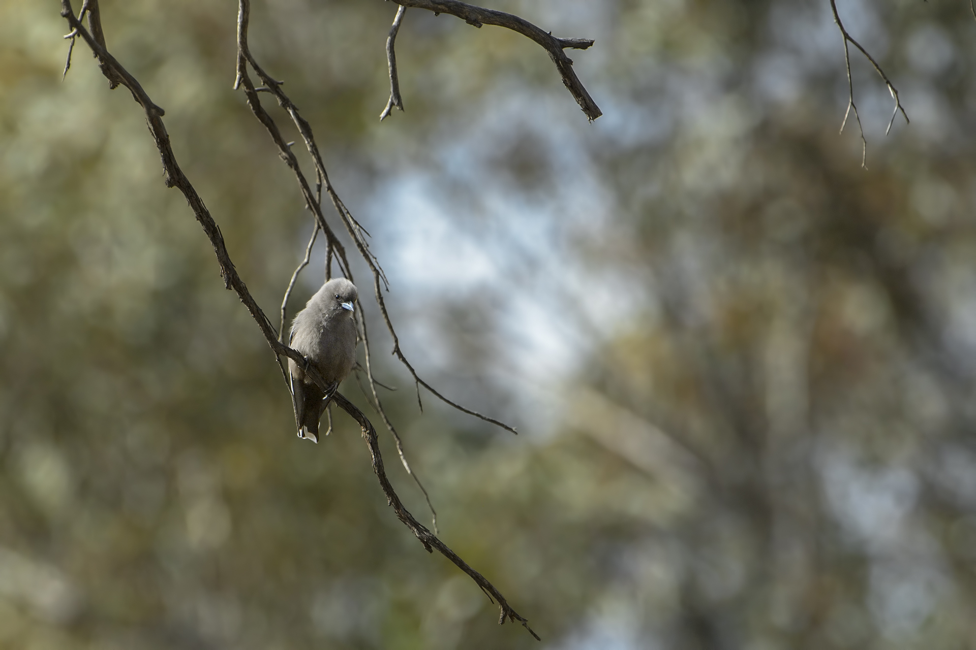 Artamus cyanopterus (Rondine boschereccia fosca)