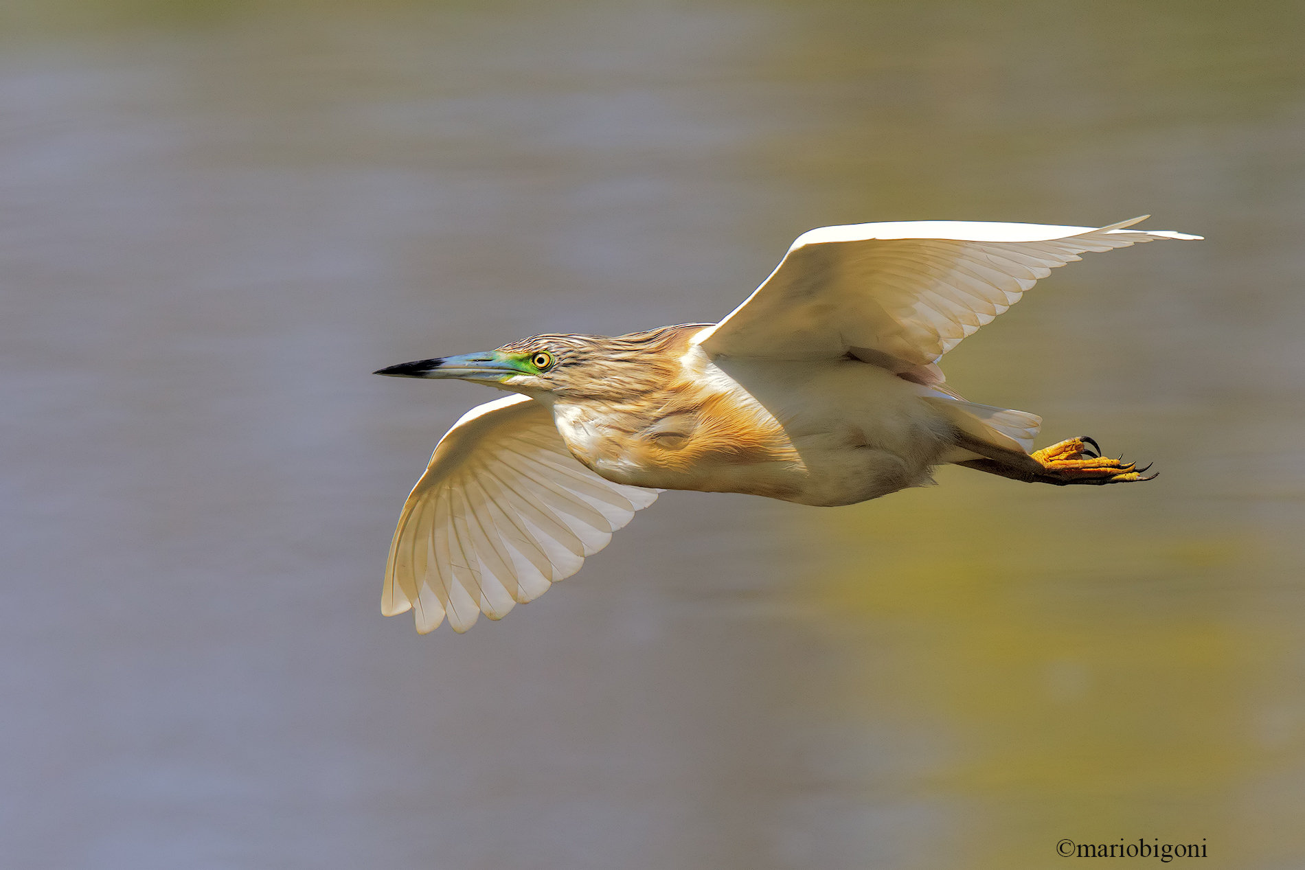 Squacco heron