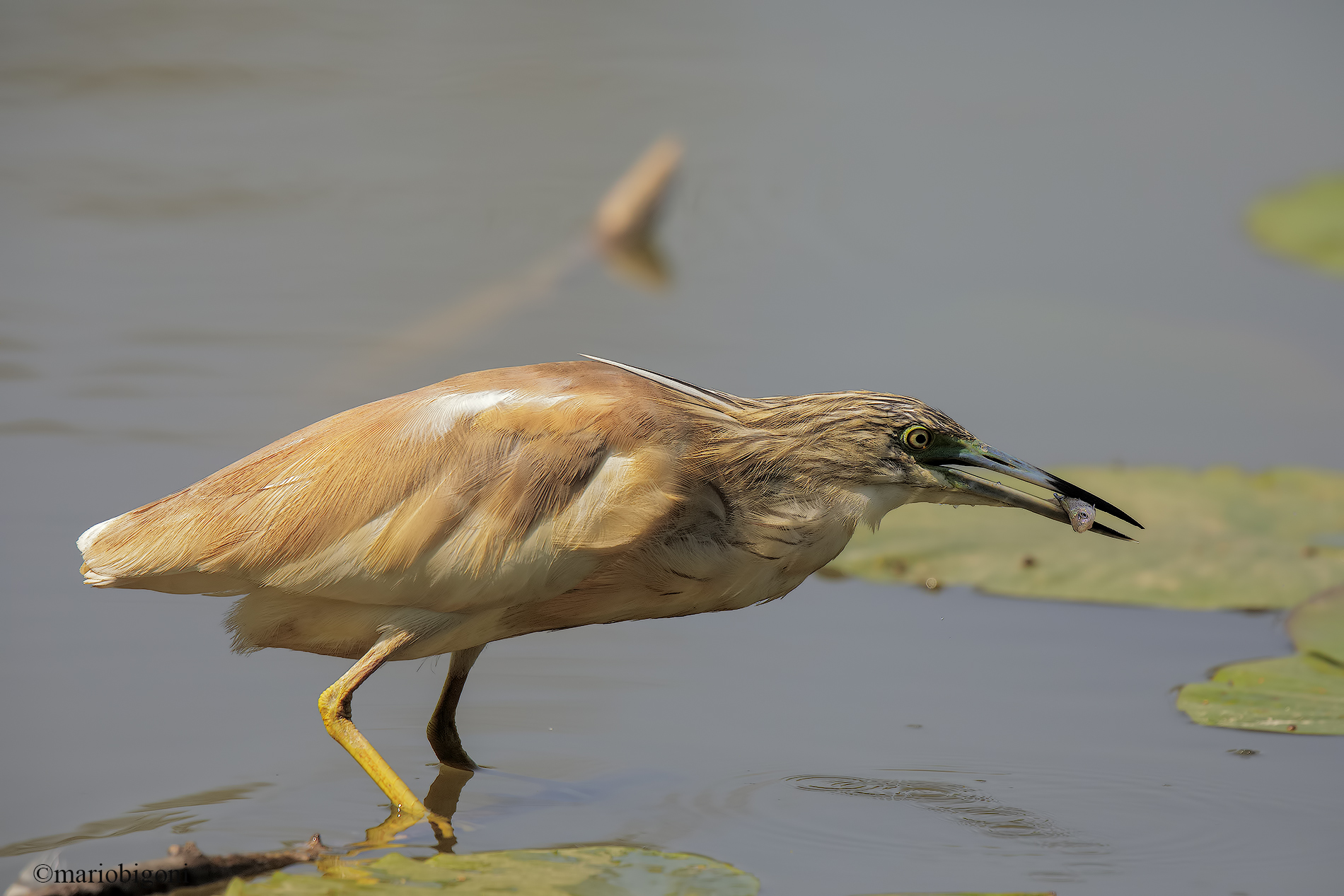 Squacco heron