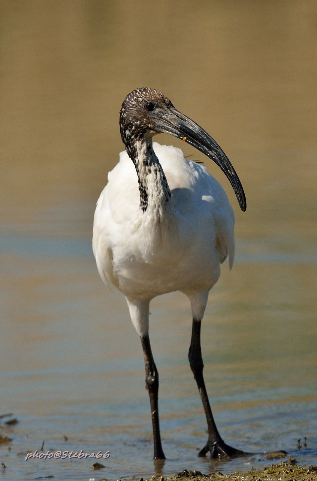 African Sacred Ibis