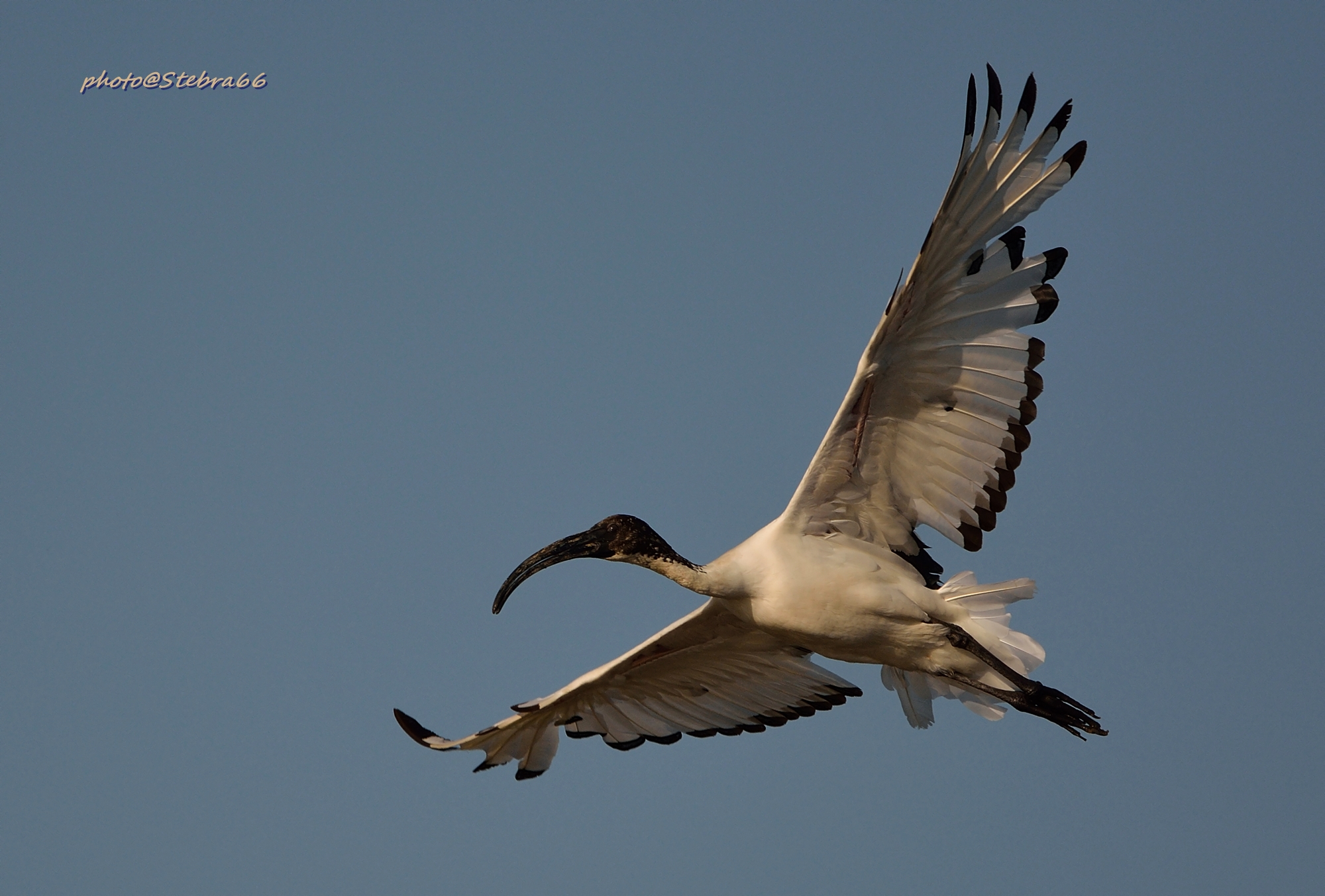 Ibis in flight