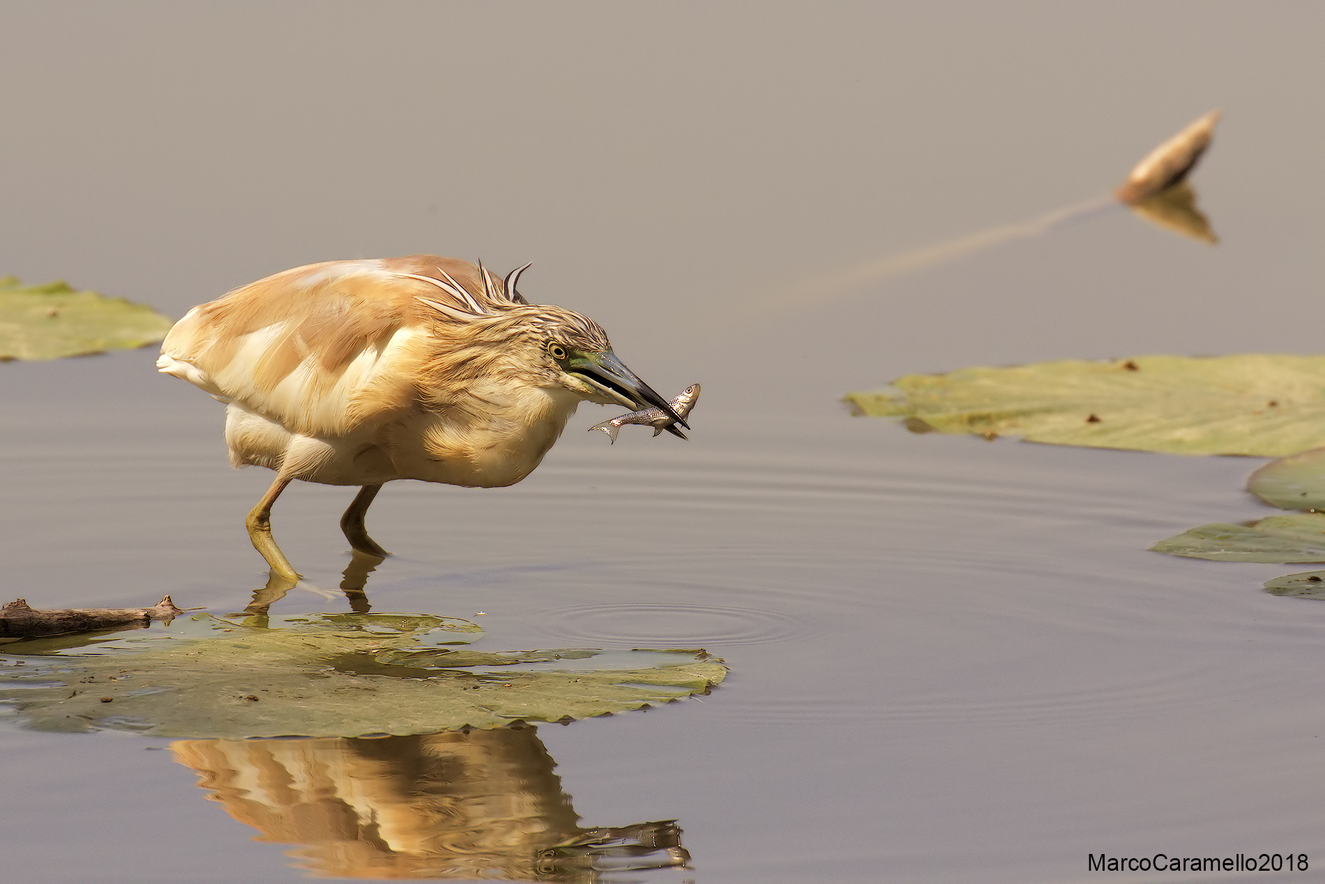 Sgarza from ciufetto