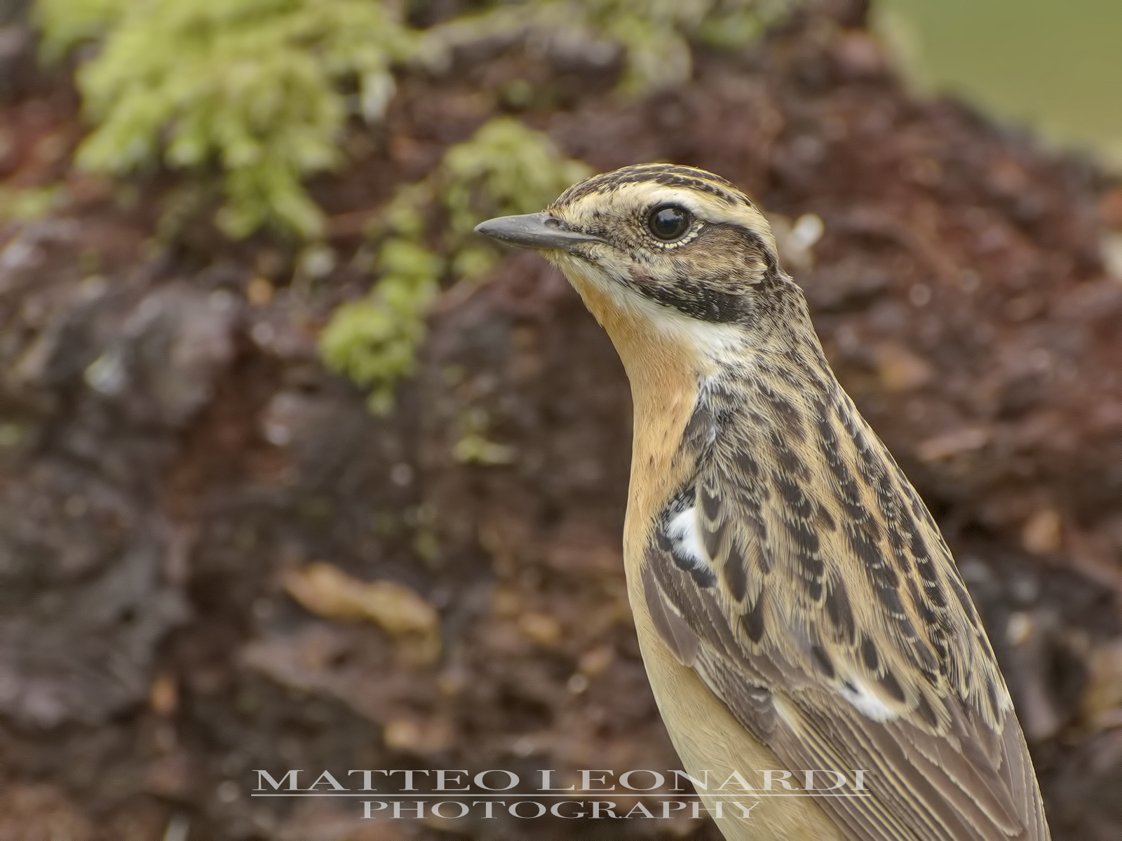 Ritratto di Stiaccino