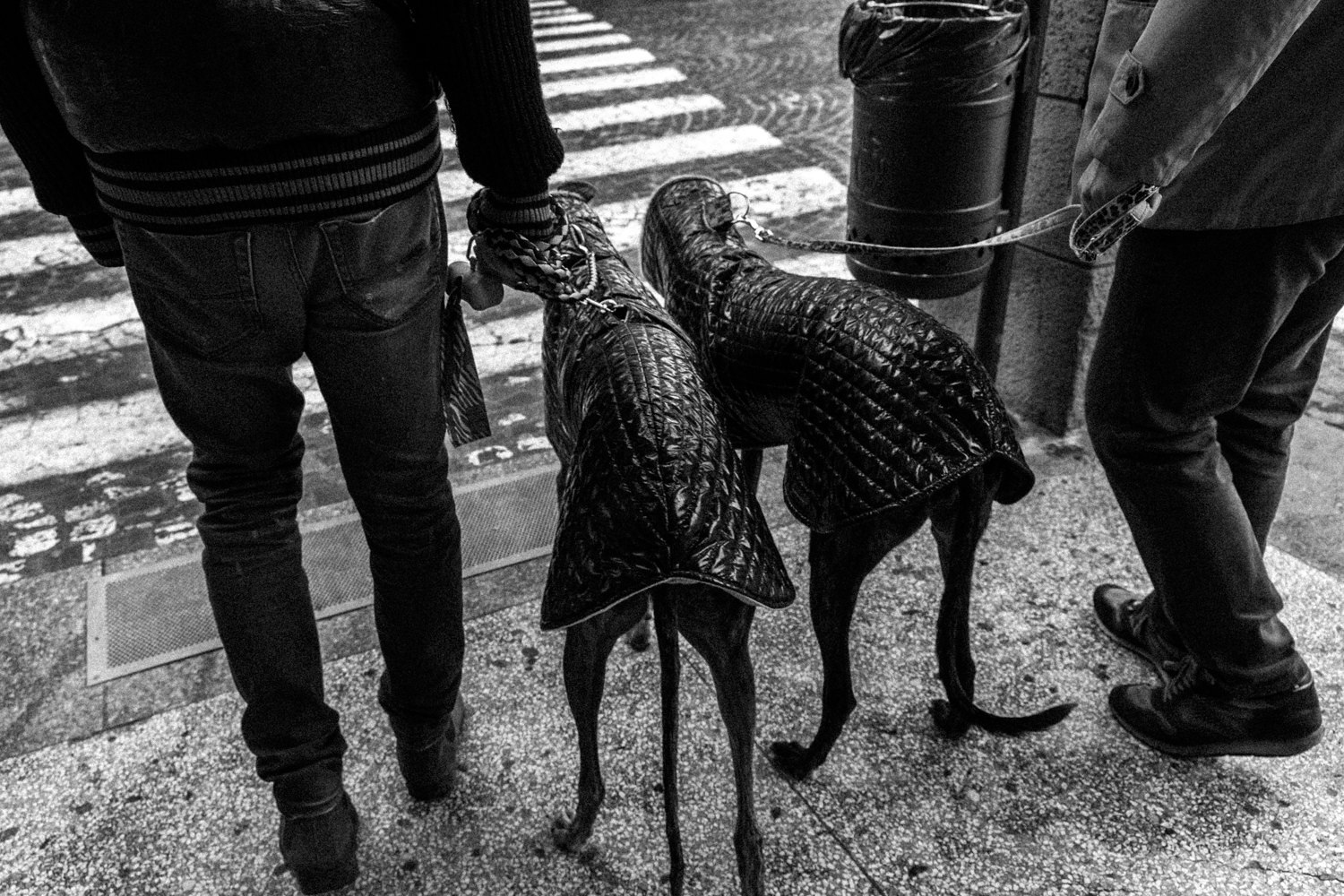 - Cani da moquette -