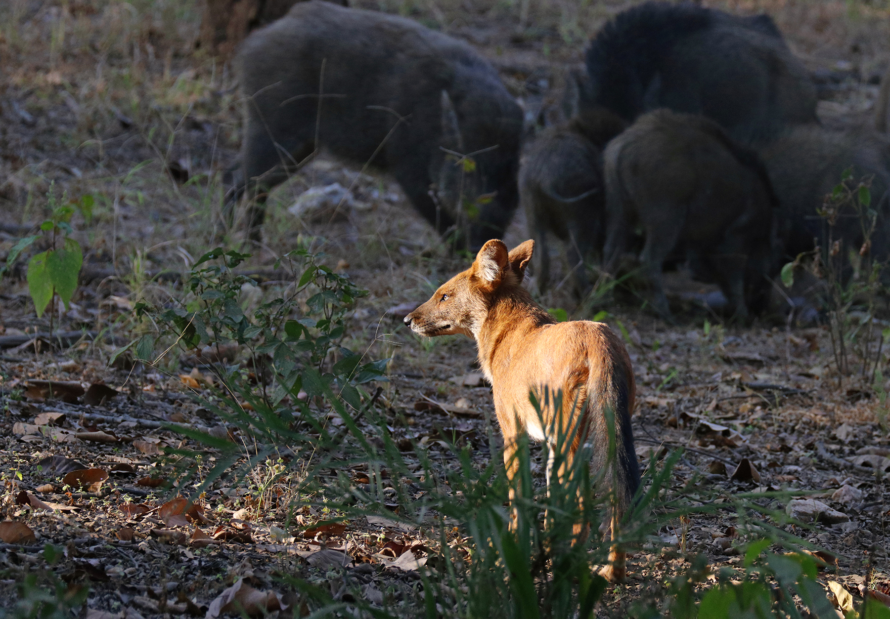 Indian Wild Dog