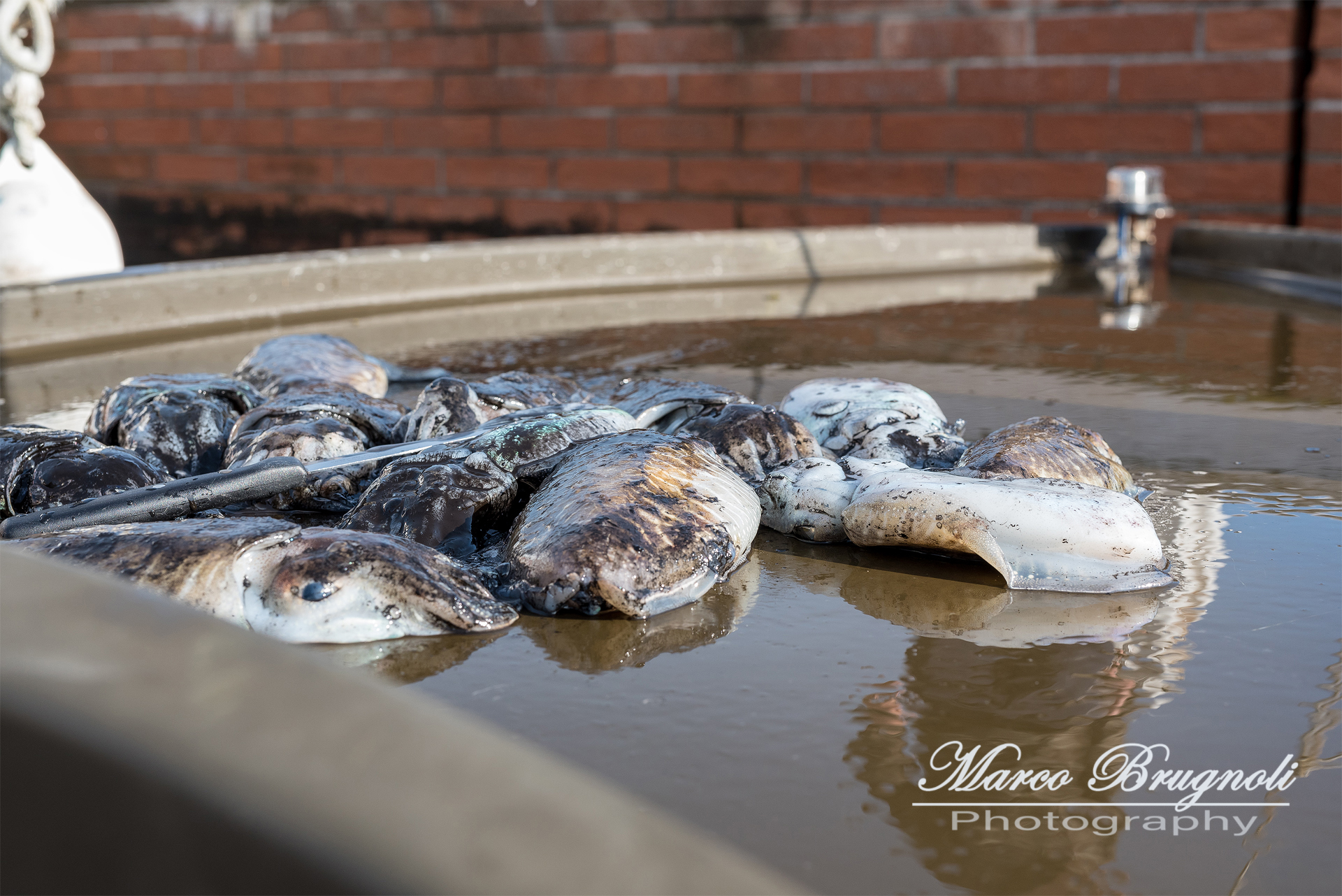 il pescato del giorno