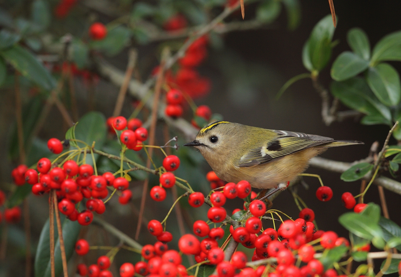 roitelet huppe regulus