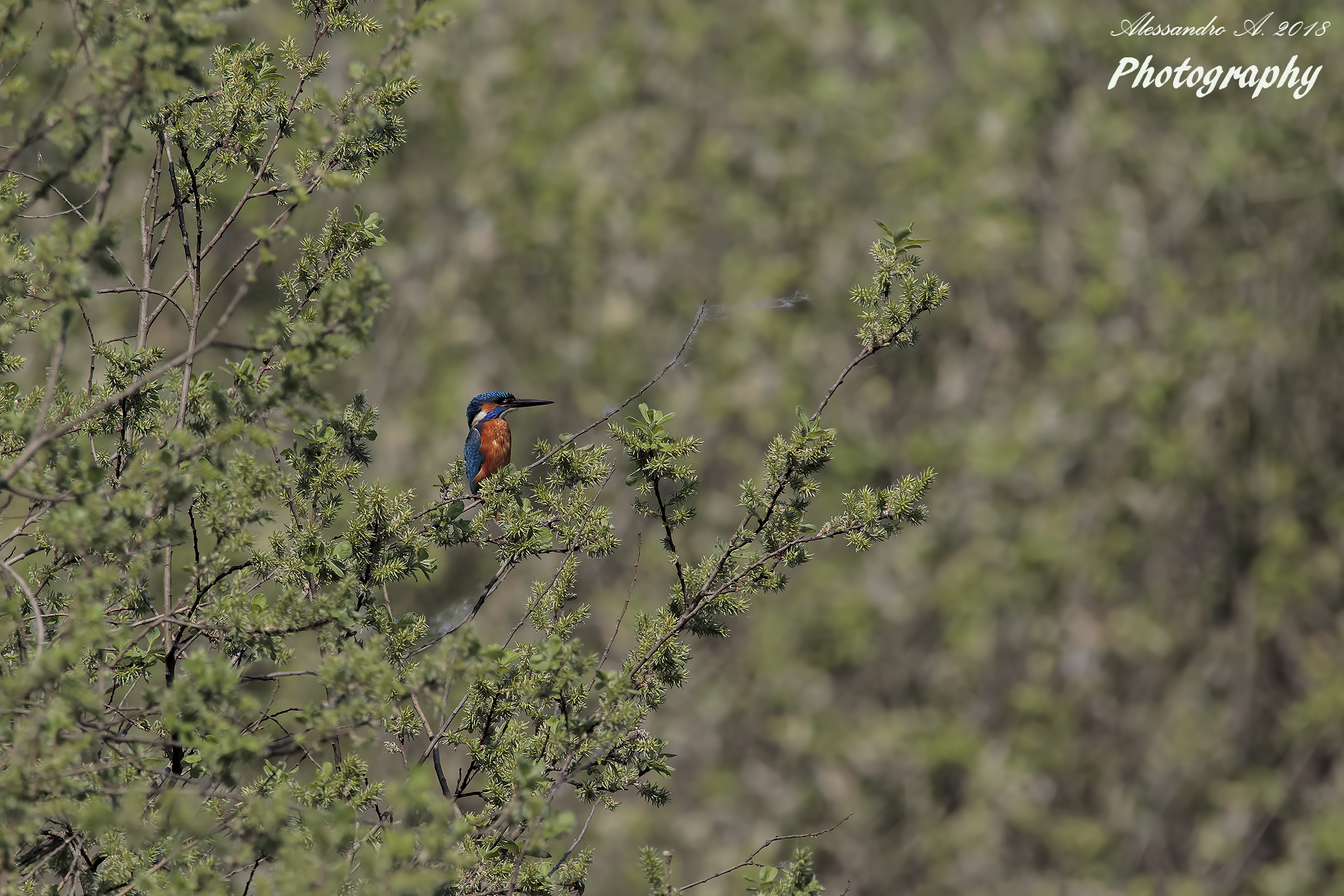 Martin pescatore ambientato