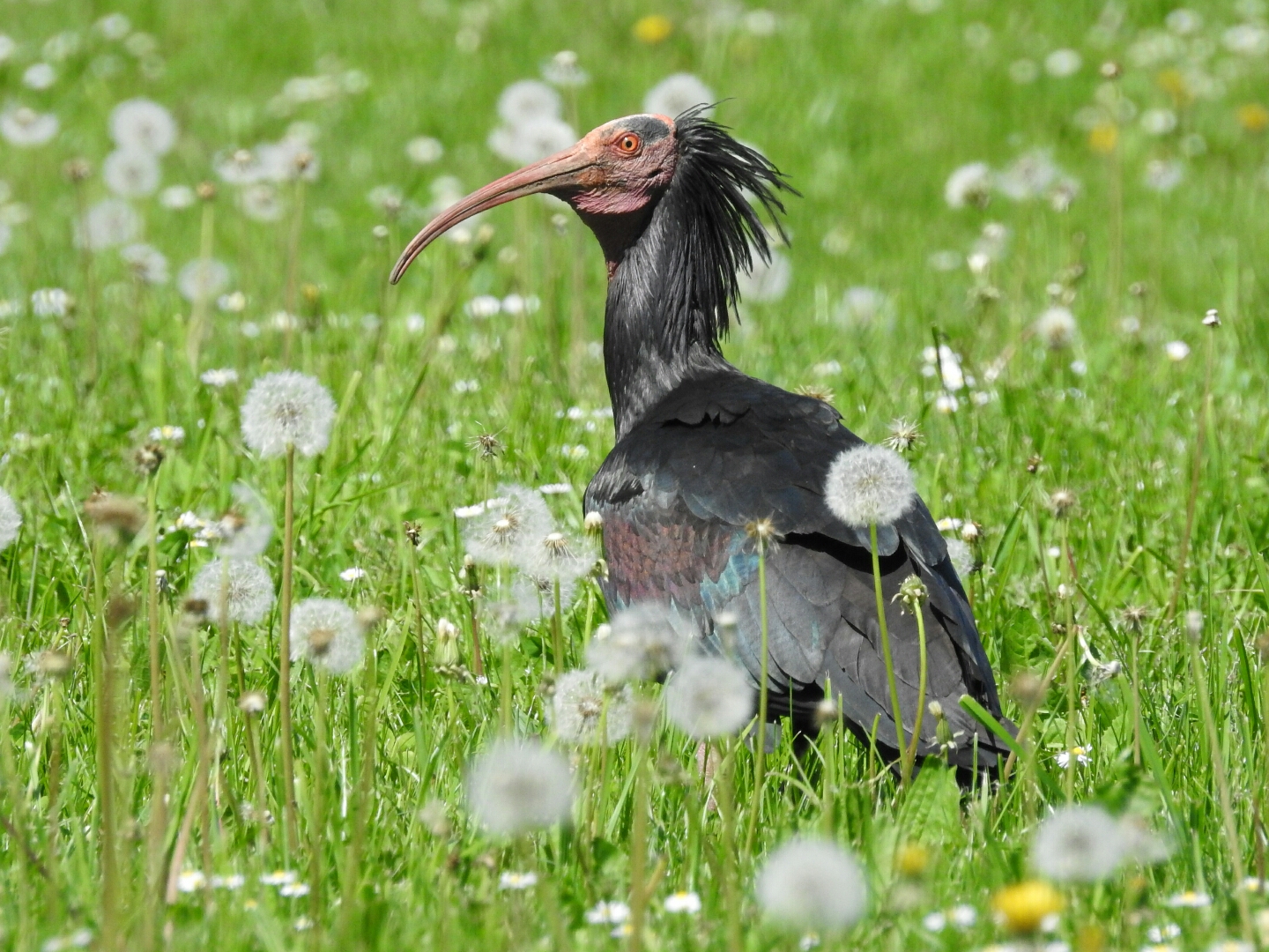 Ibis eremita. Sommo è arrivato anche quest'anno
