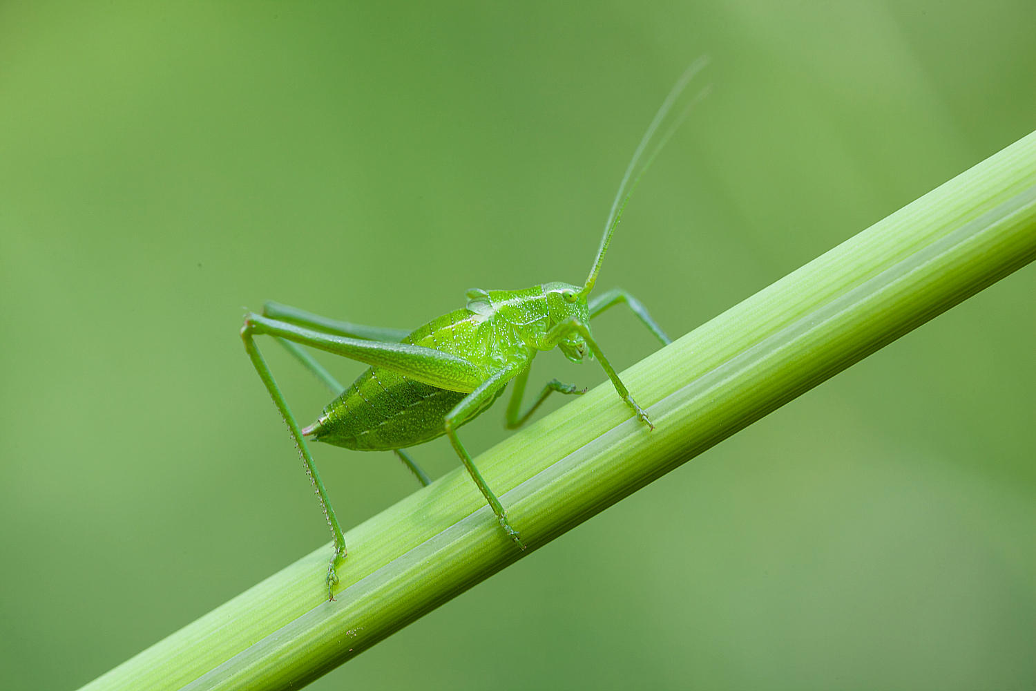 Neanide di Tettigonia