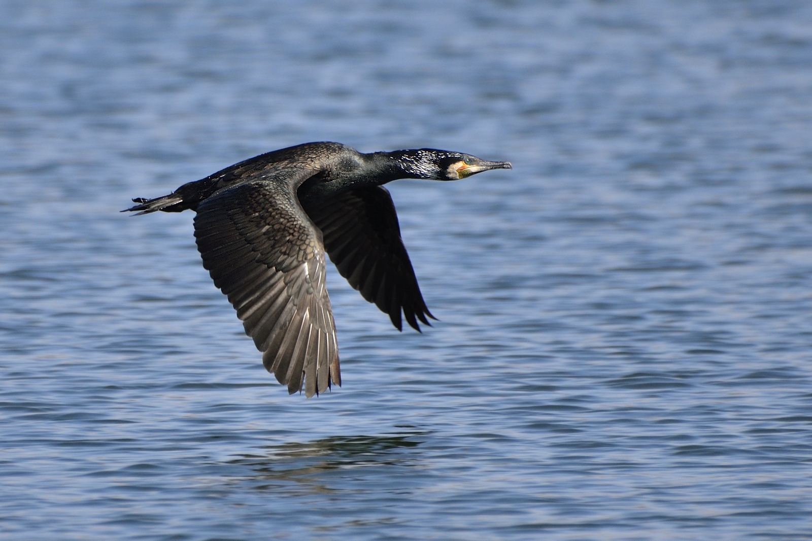 Cormorant