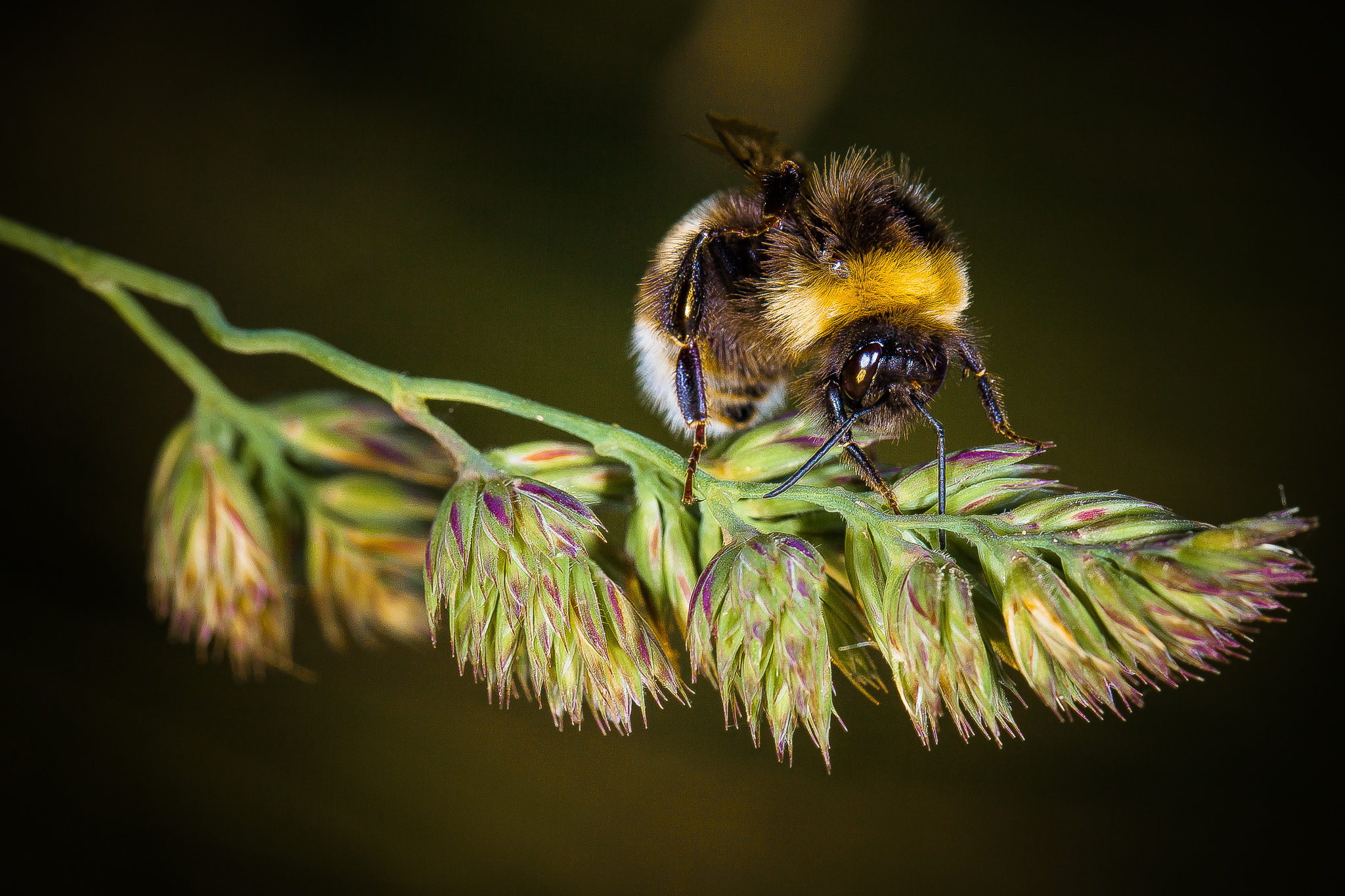Bombus