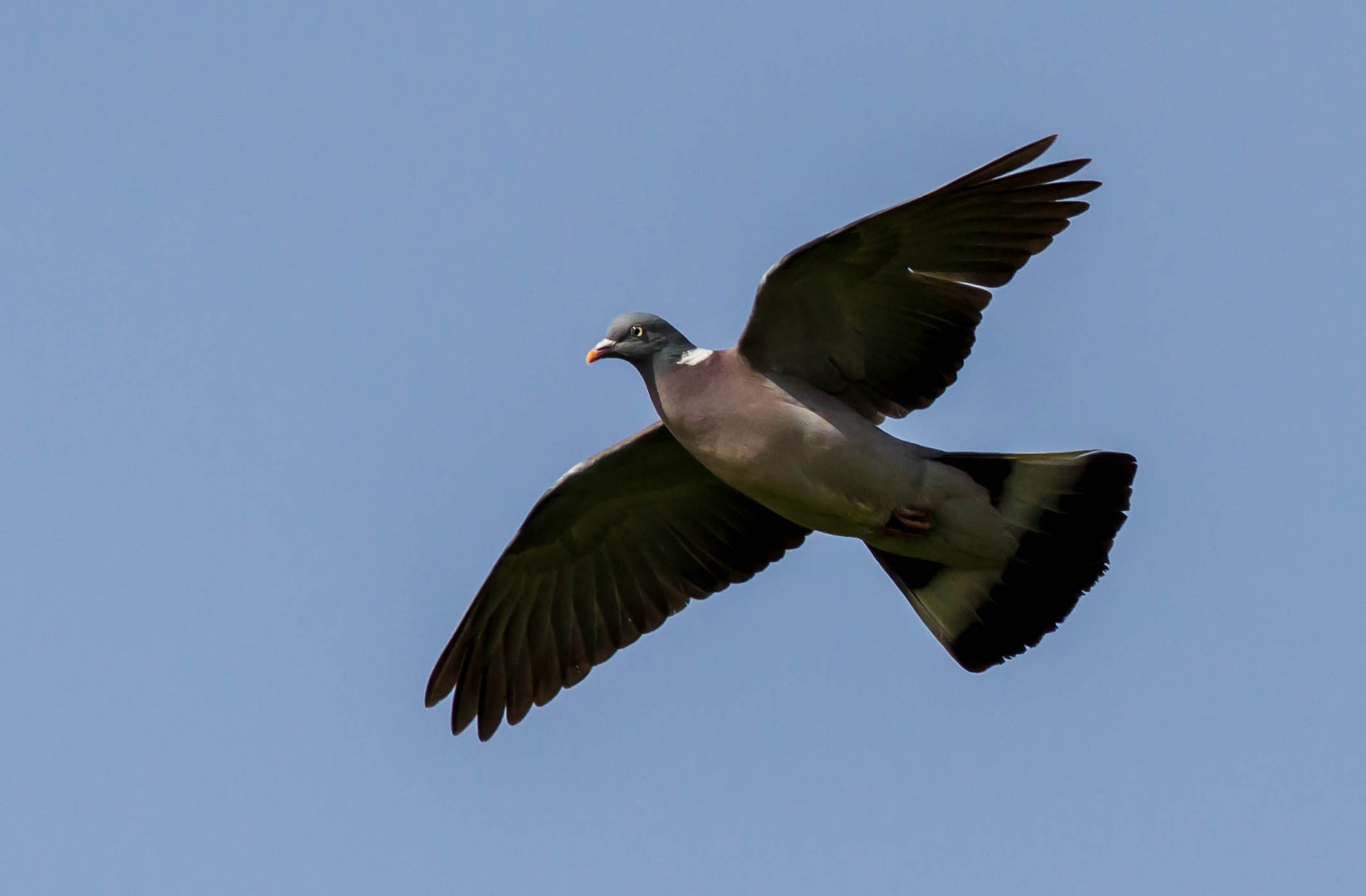 Wood pigeon