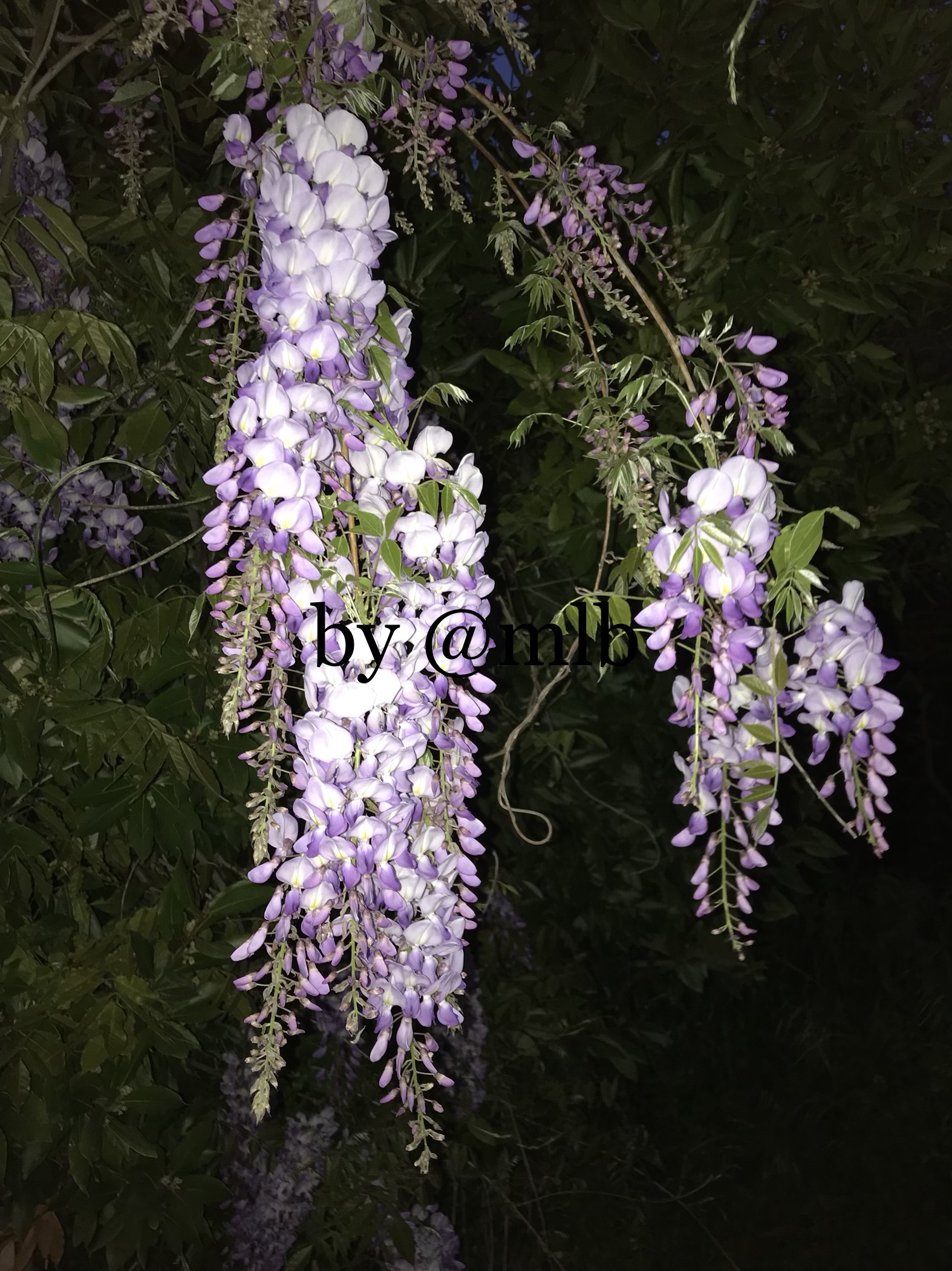 Wisteria at night