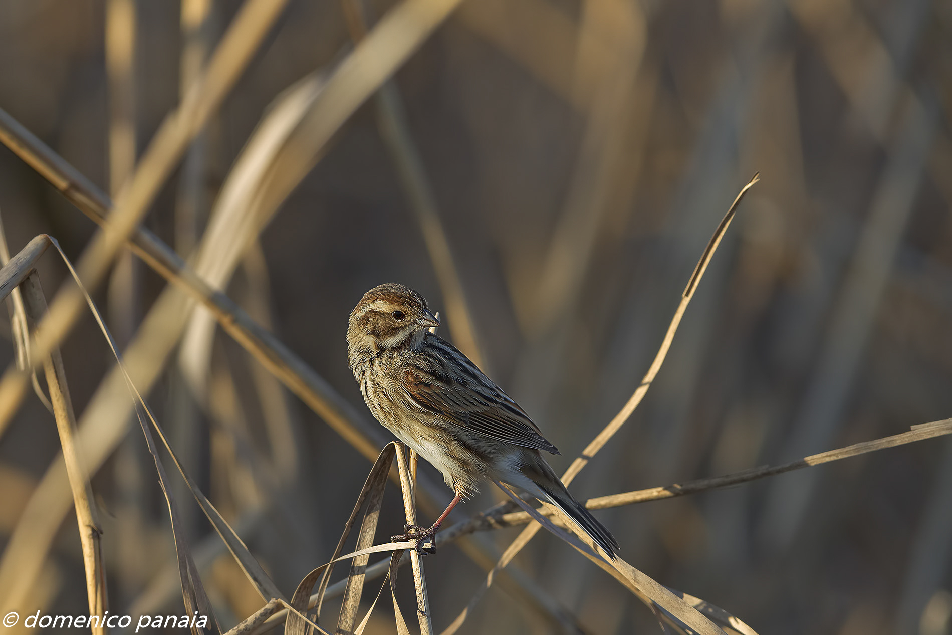 migliarino di palude