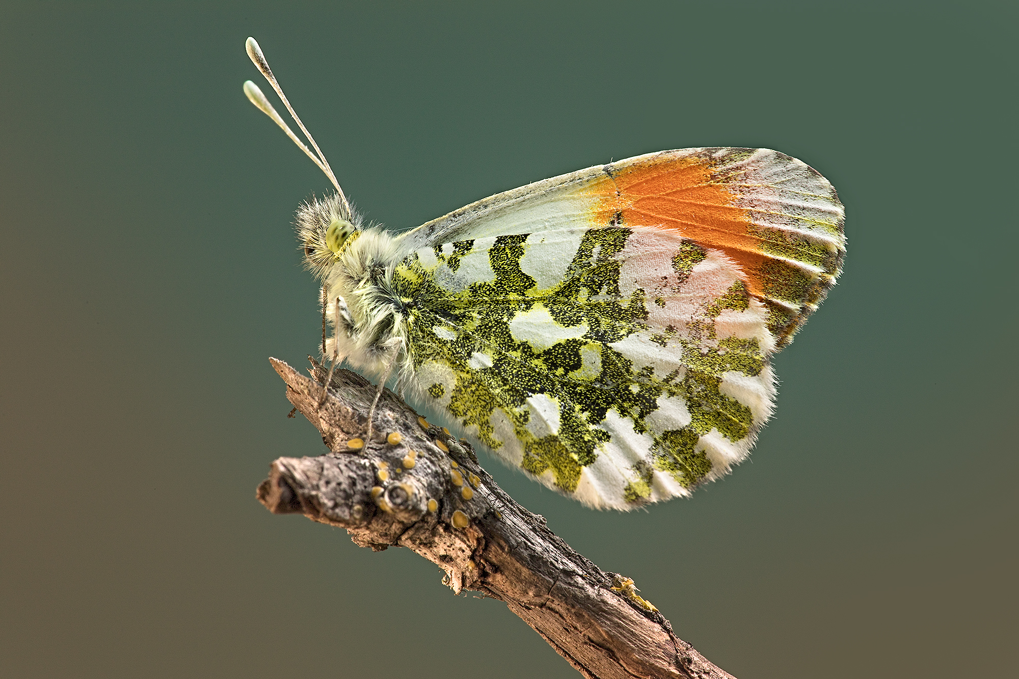 Anthocharis cardamines