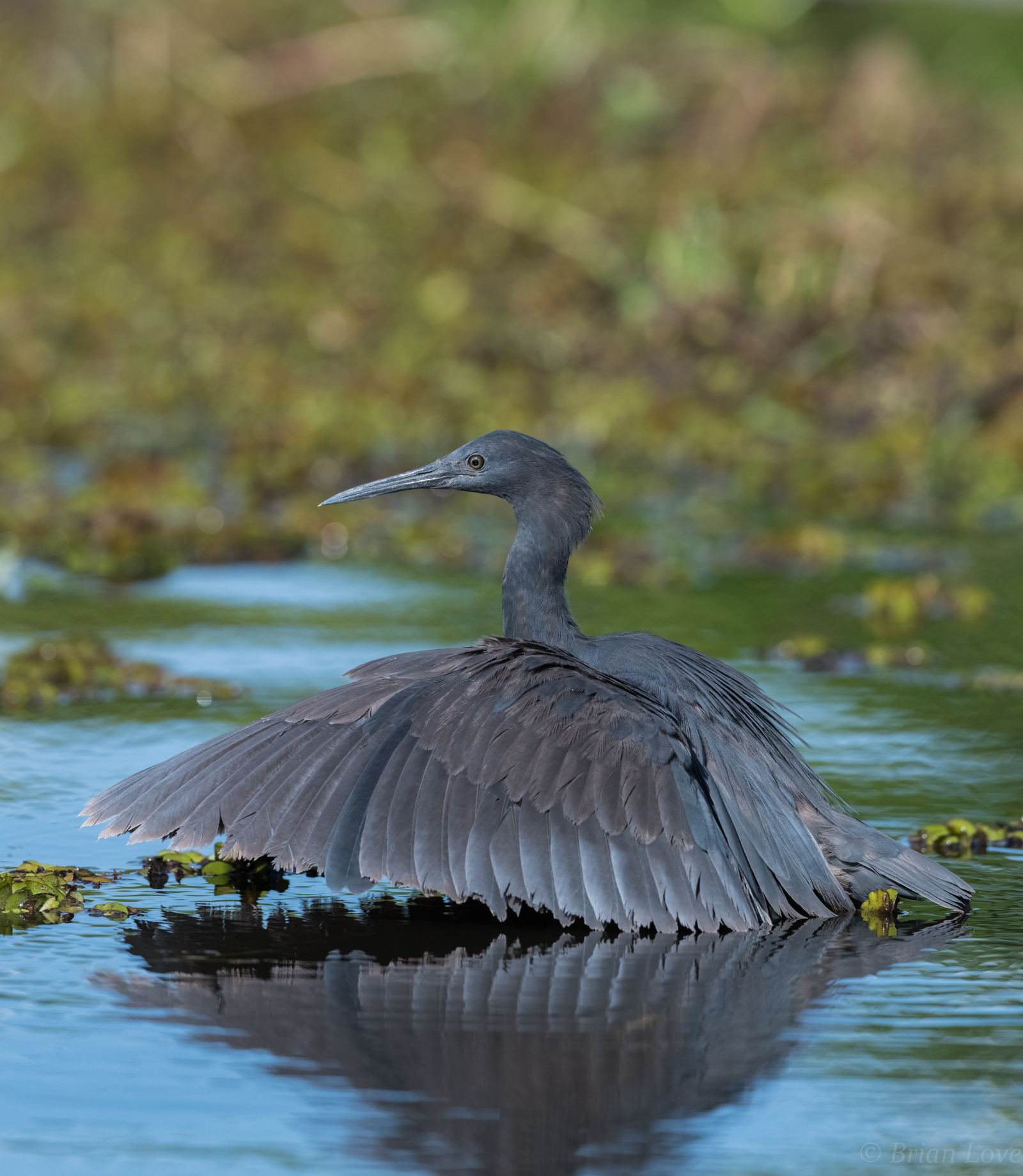 Black Heron - The Umbrella Bird