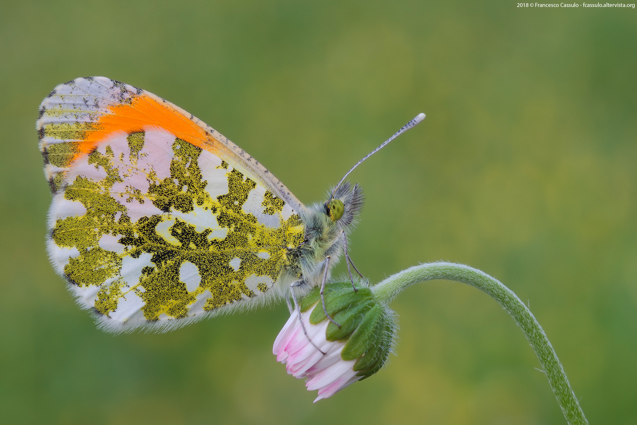 Anthocharis cardamines (Linnaeus, 1758)