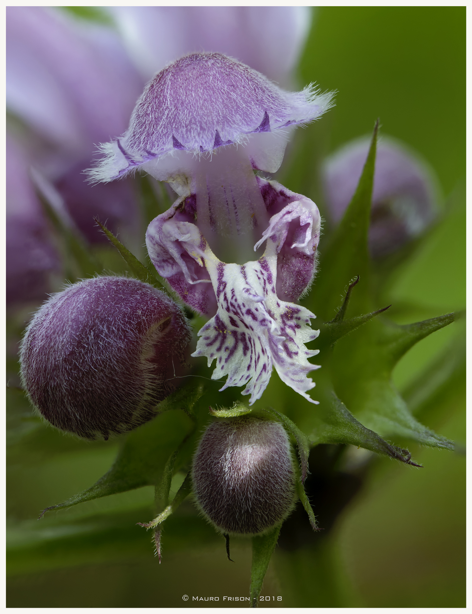 Piccole grandi bellezze naturali