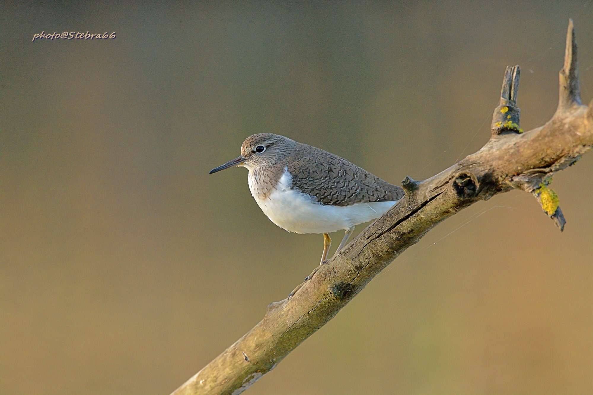 Actitis Hypoleucos (Piro Piro Piccolo)
