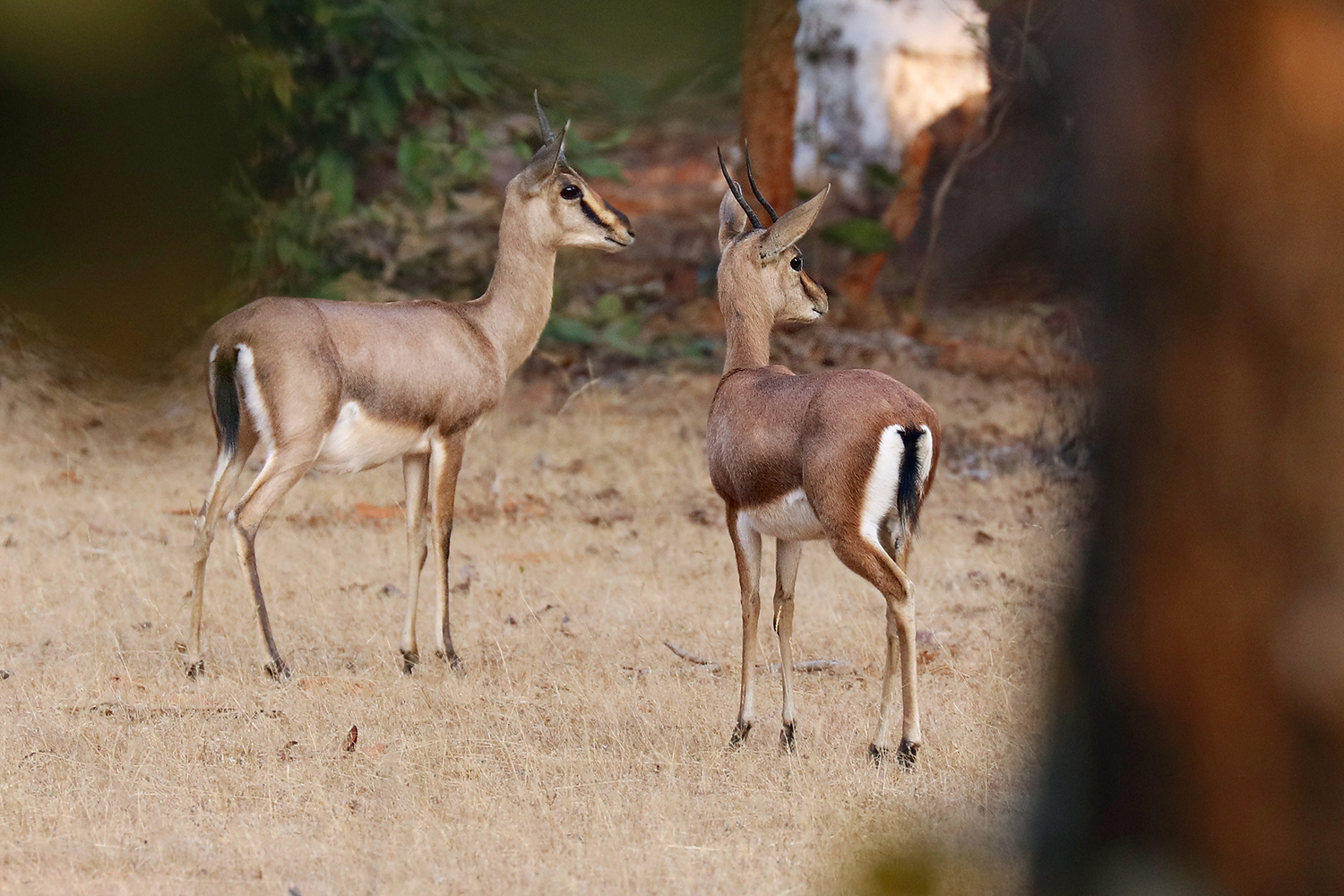 Indian Gazelle