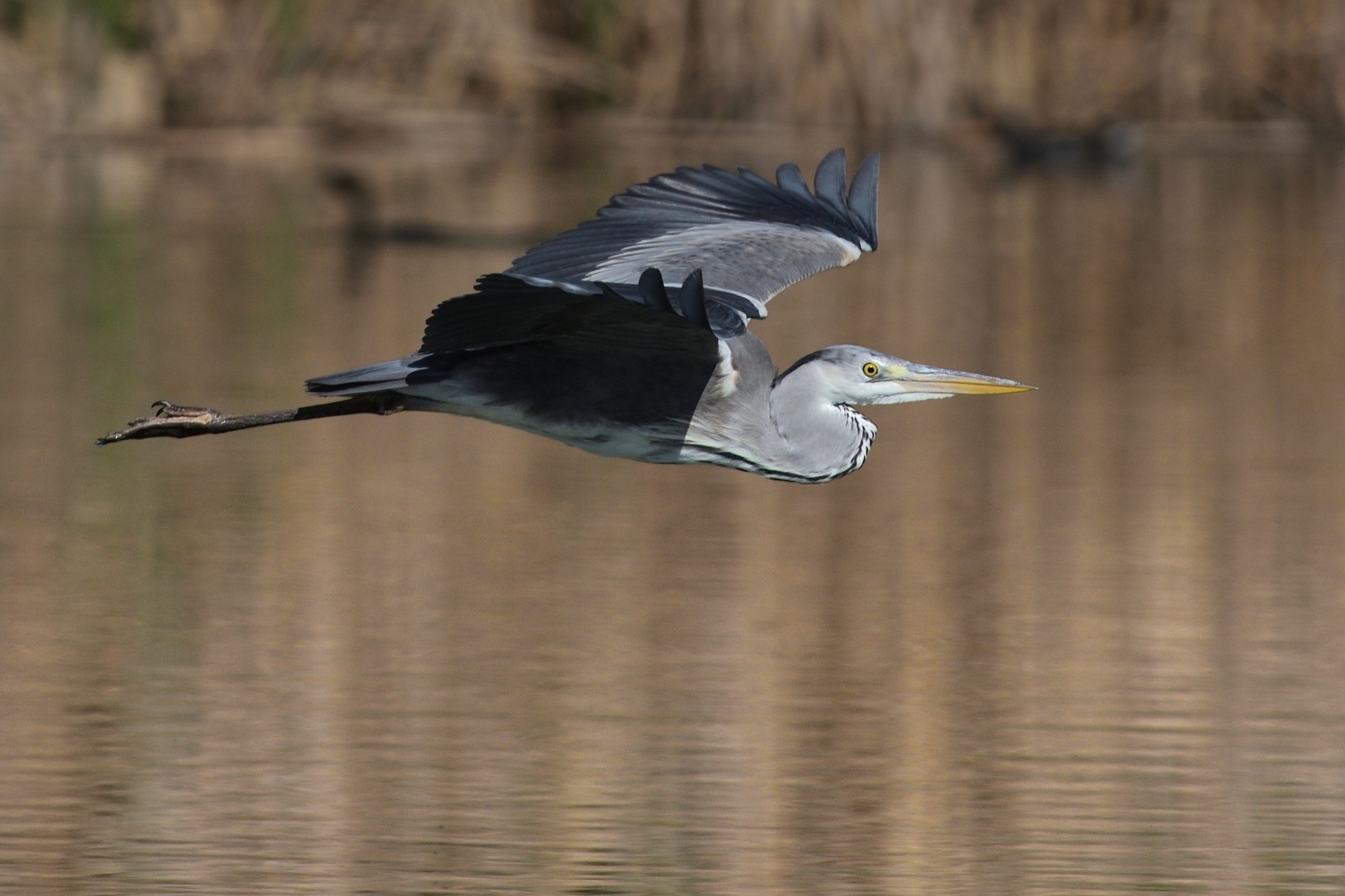 Ardea cinerea