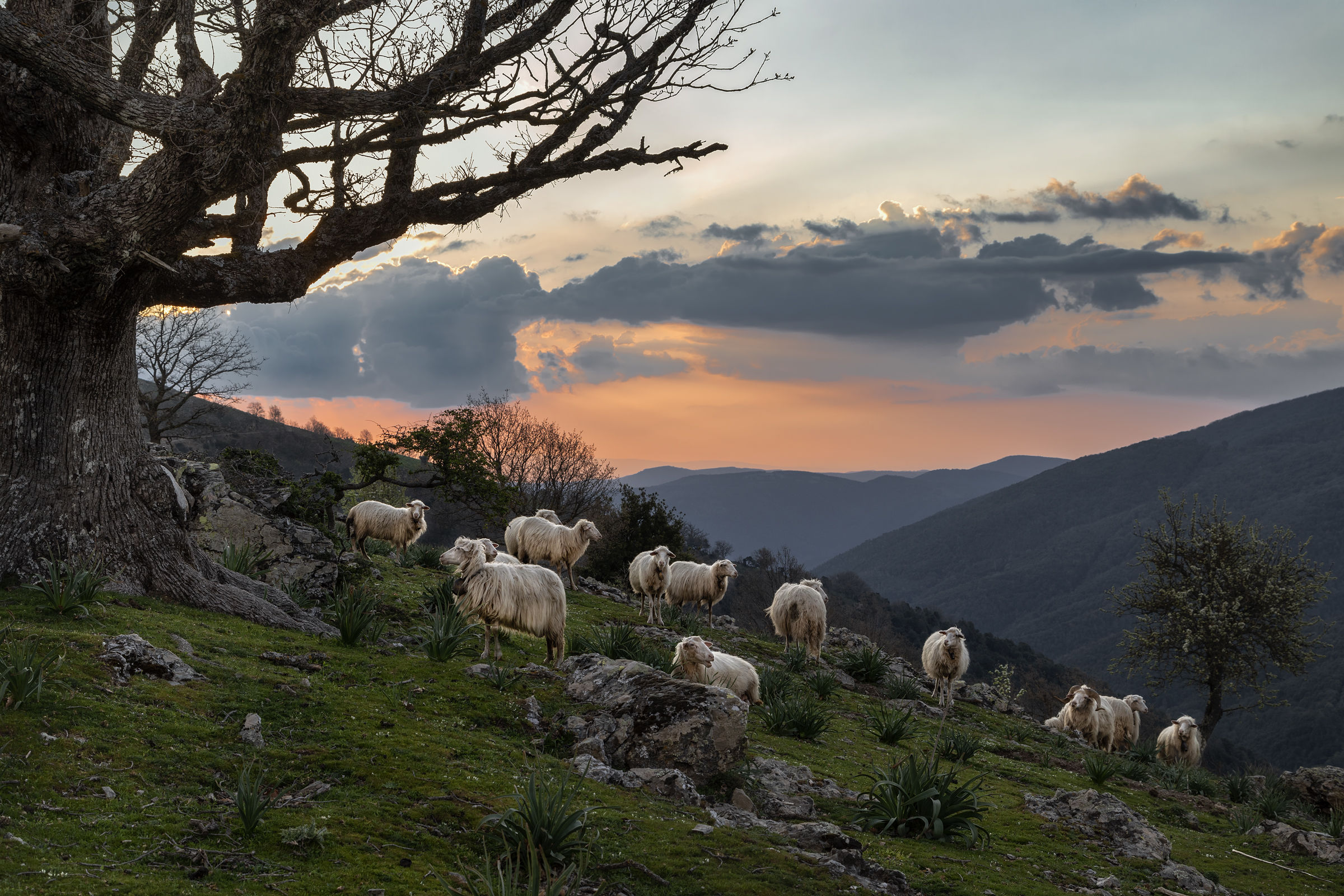 Sheep at dusk