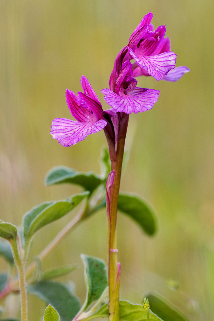 Anacamptis papilionacea var. grandiflora