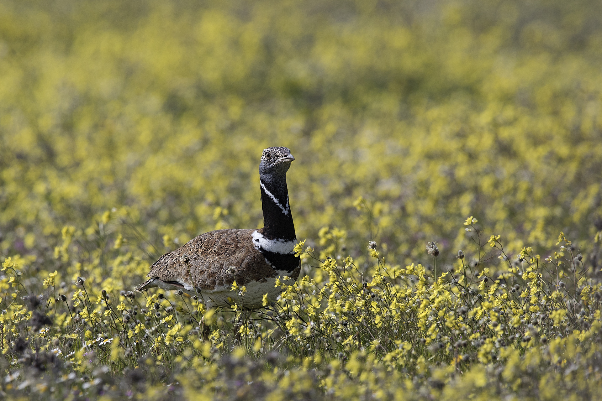 Gallina Prataiola  ( Tetrax tetrax)