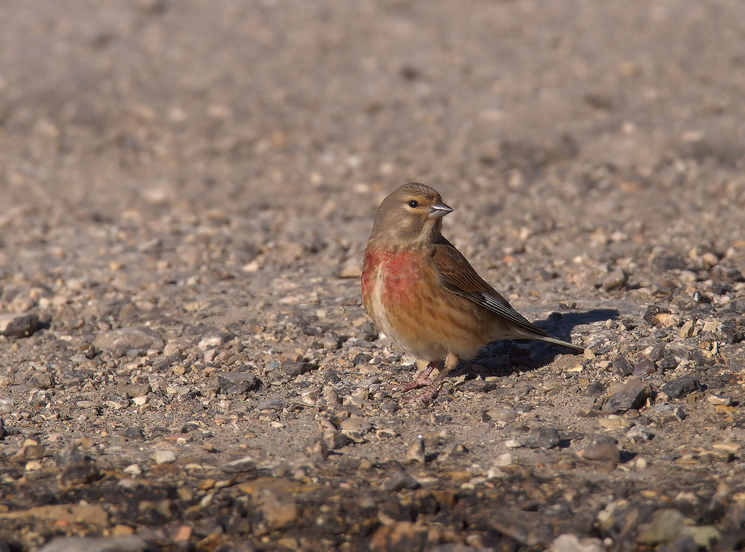 Linnet