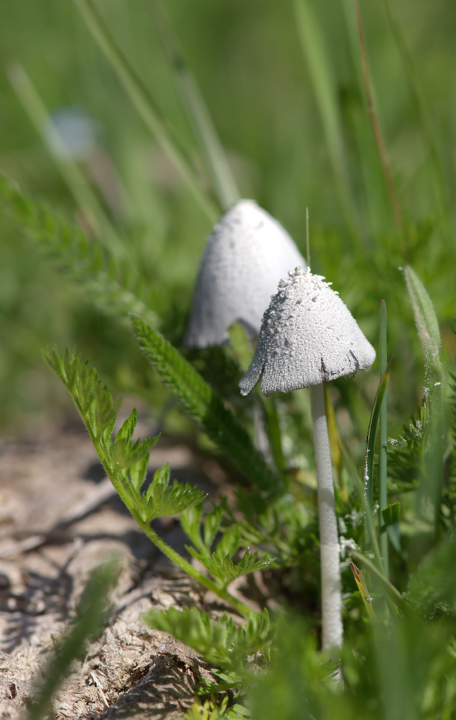 Coprinus
