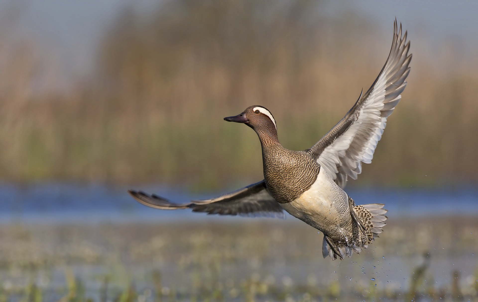 Blue-winged teal 2