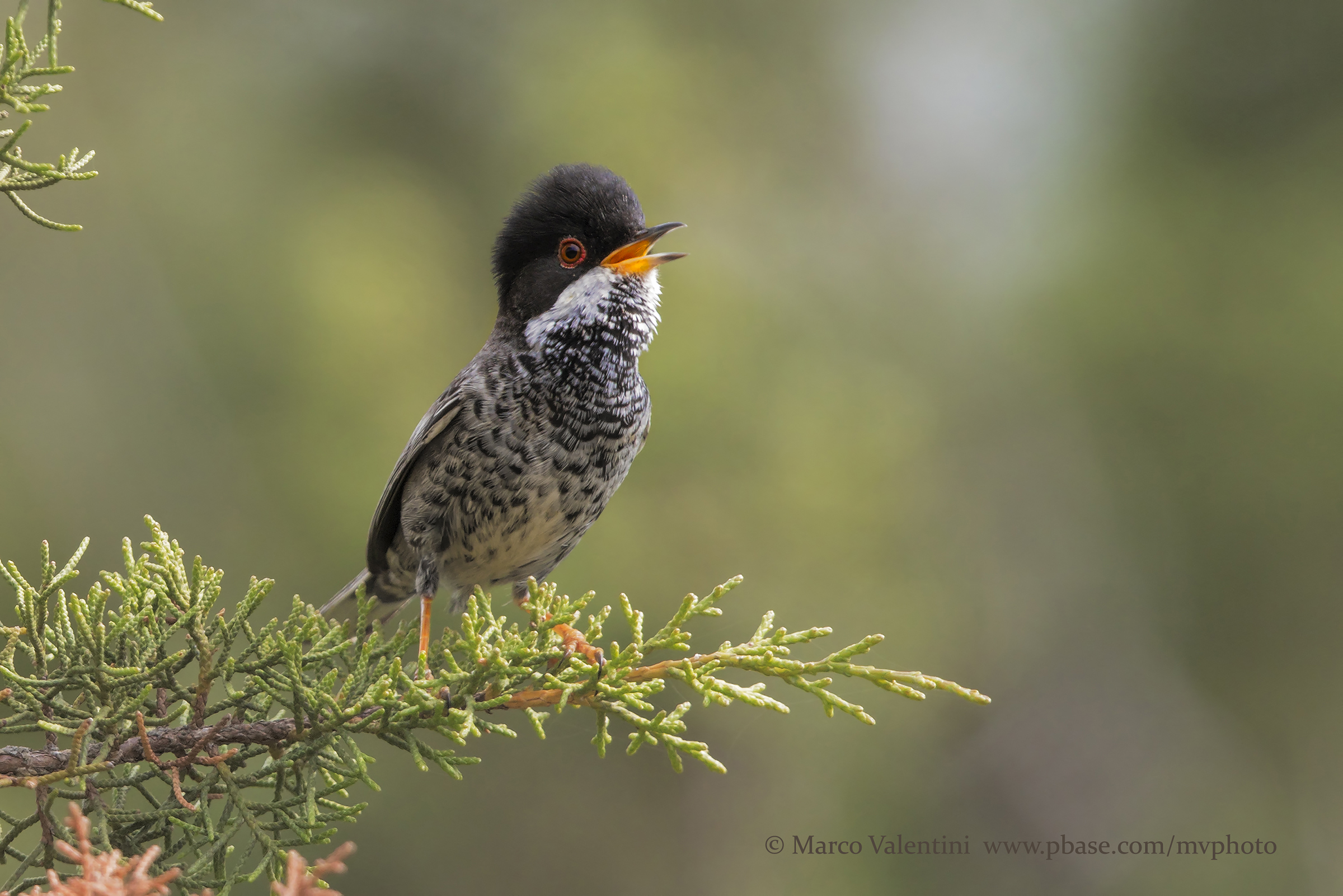 Cyprus Warbler