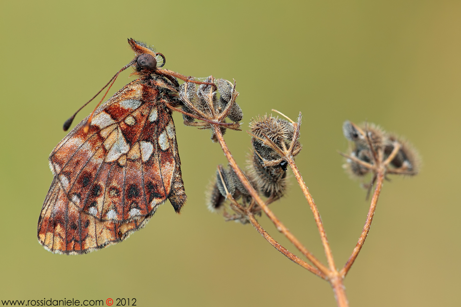 Boloria (Clossiana) dia (Linnaeus, 1767)