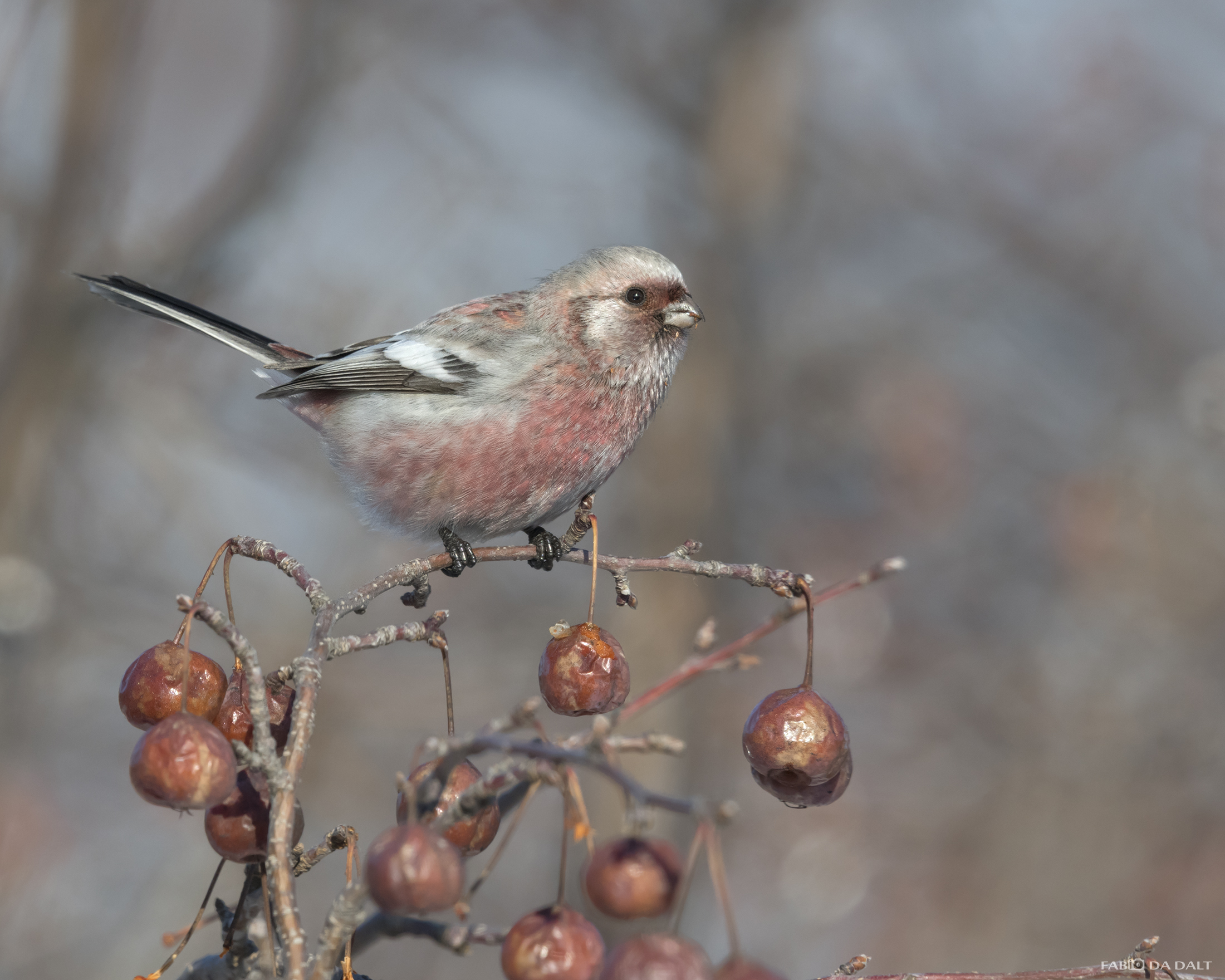 Long-Tailed Rose-Ciuffolotto Siberian Bullfinch