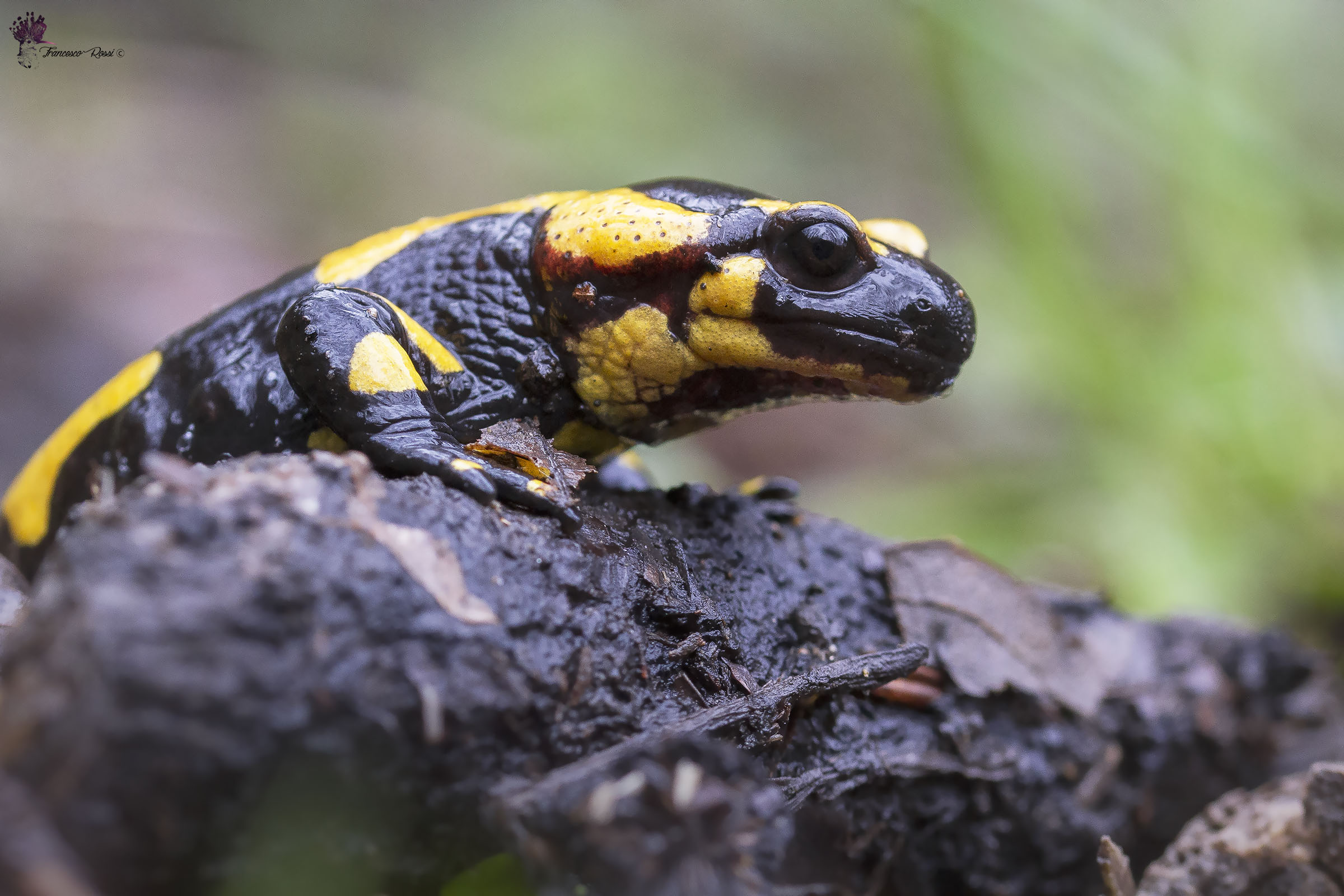 Salamandra Pezzata