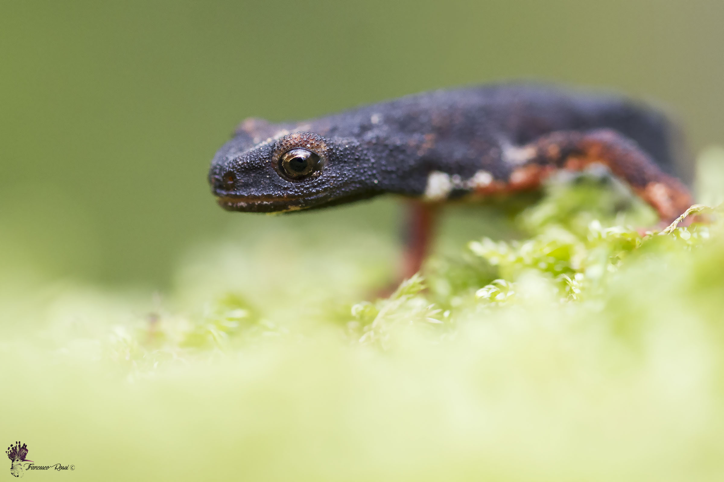 Salamandrina Dagli Occhiali Settentrionale