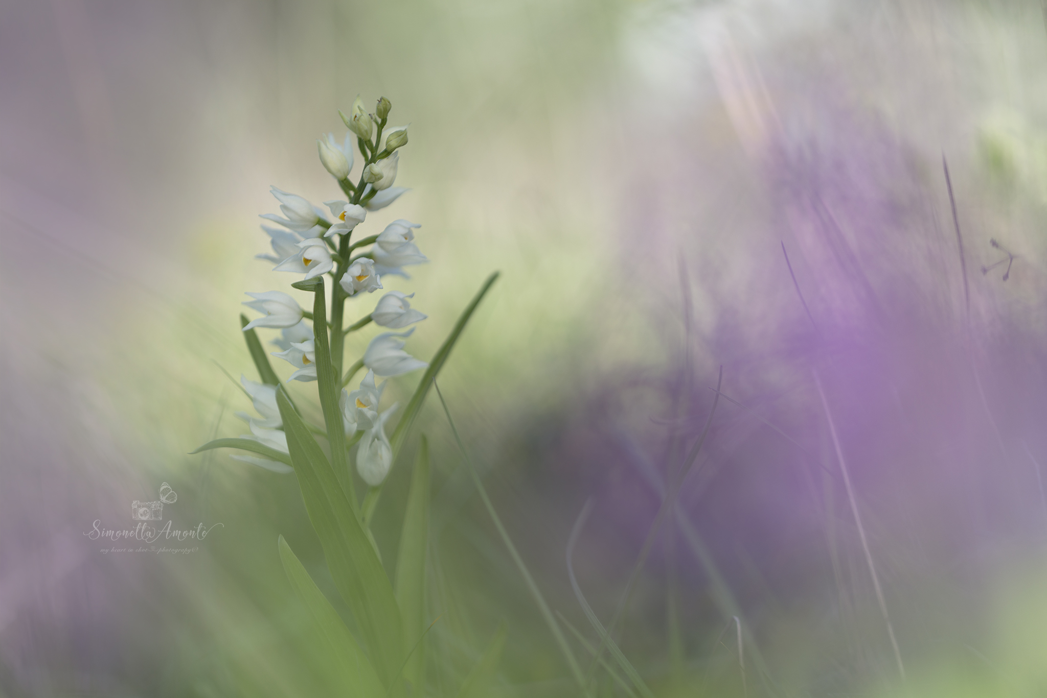 The secret lies in the grass * Cephalanthera longifolia