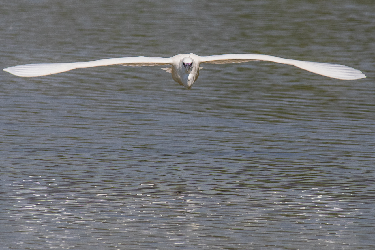 Egret in flight