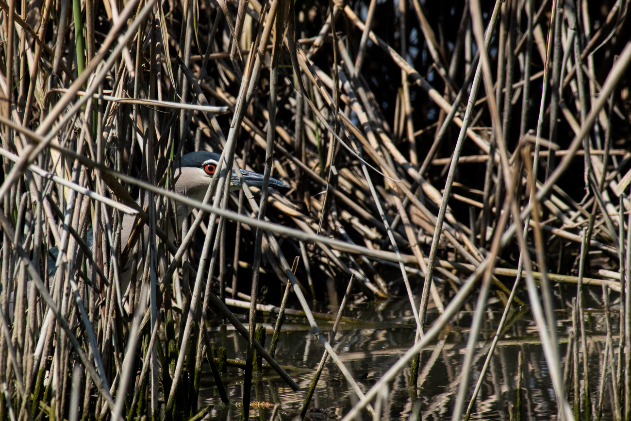 Night Heron lurking