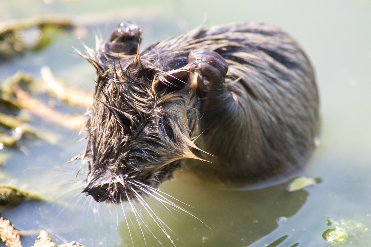 cucciolo di nutria
