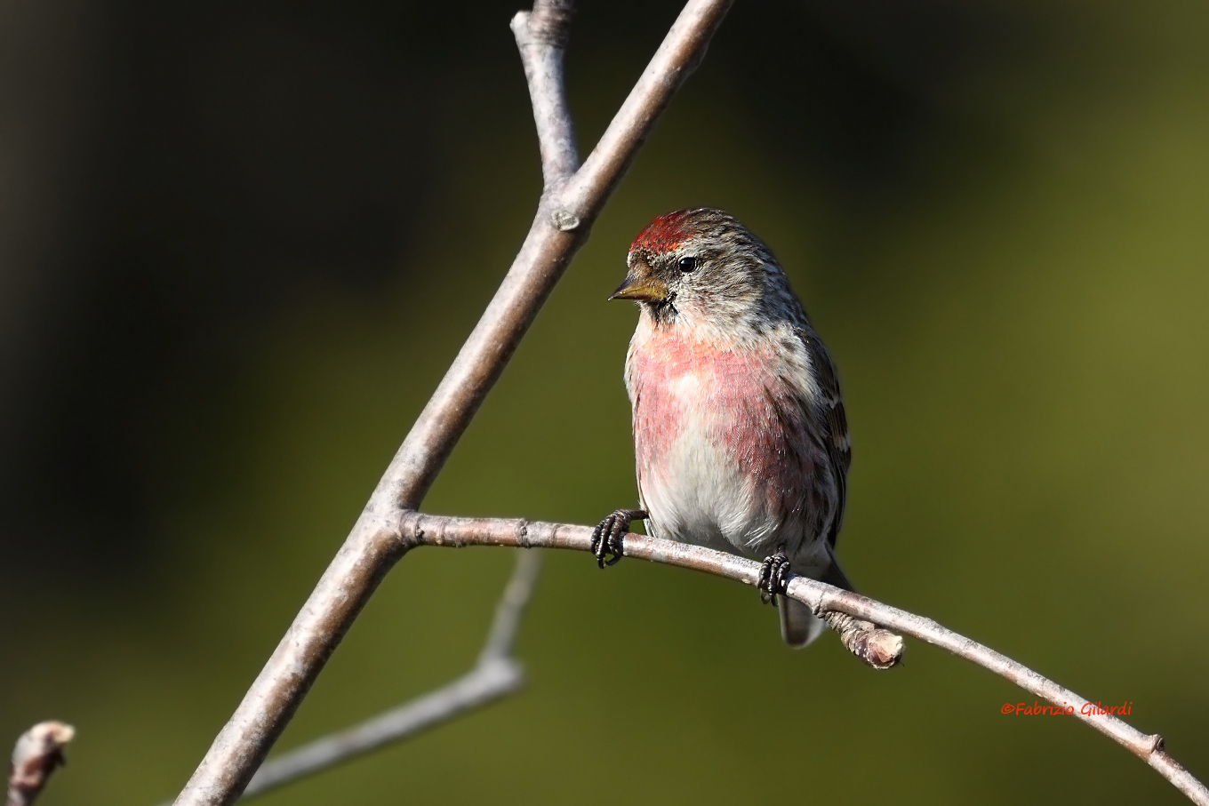 Carduelis flammea (Organetto m.)