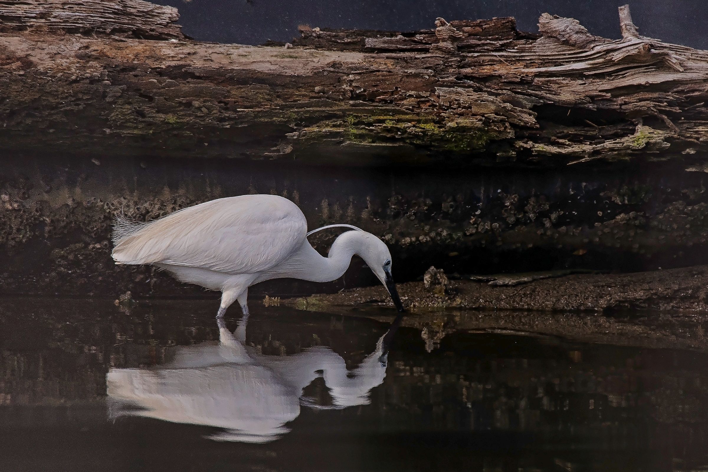 Little egret