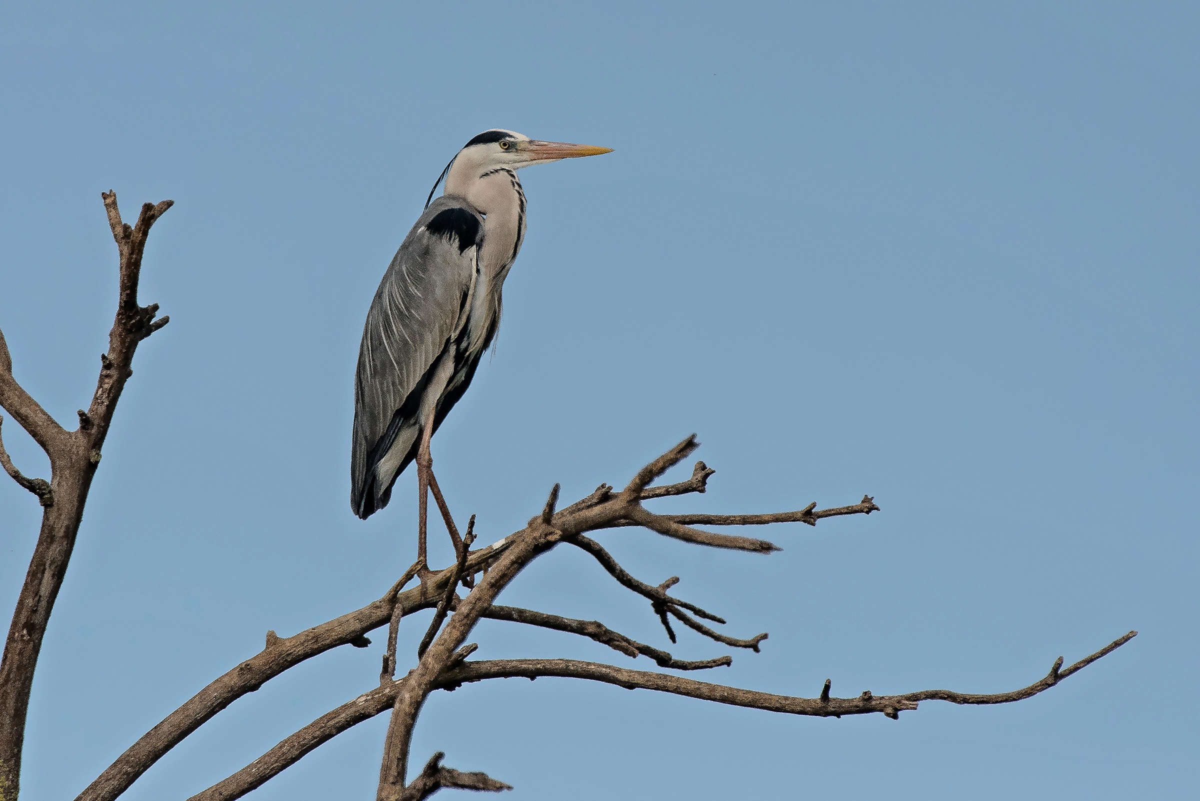 Grey Heron