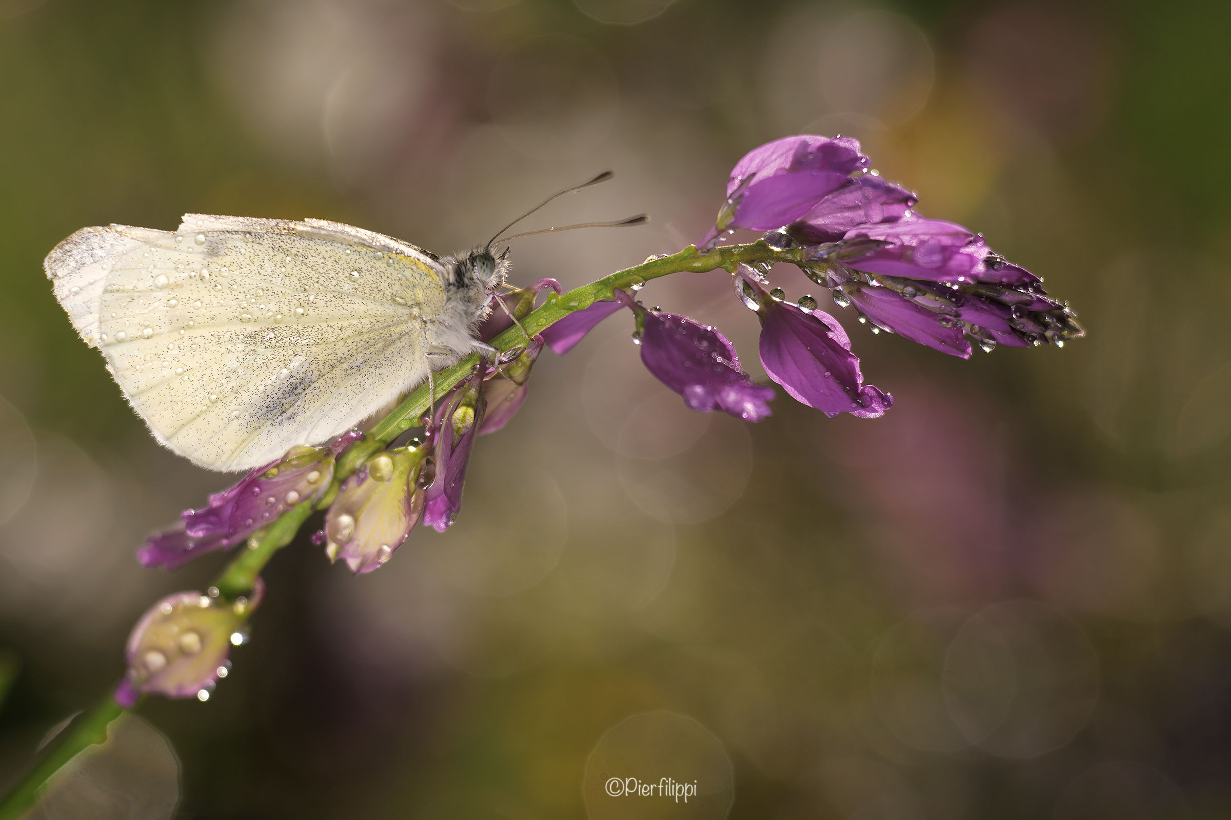 The world of Pieris.