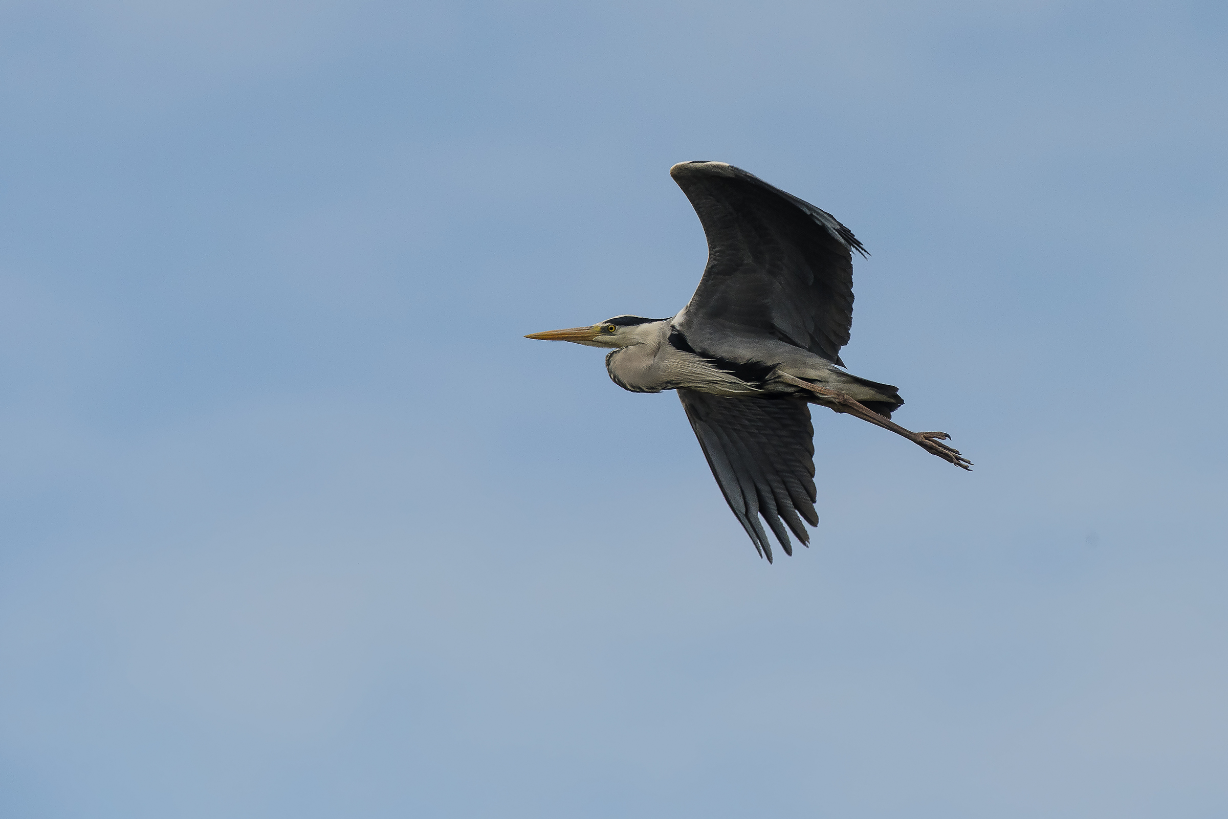The flight of the Heron