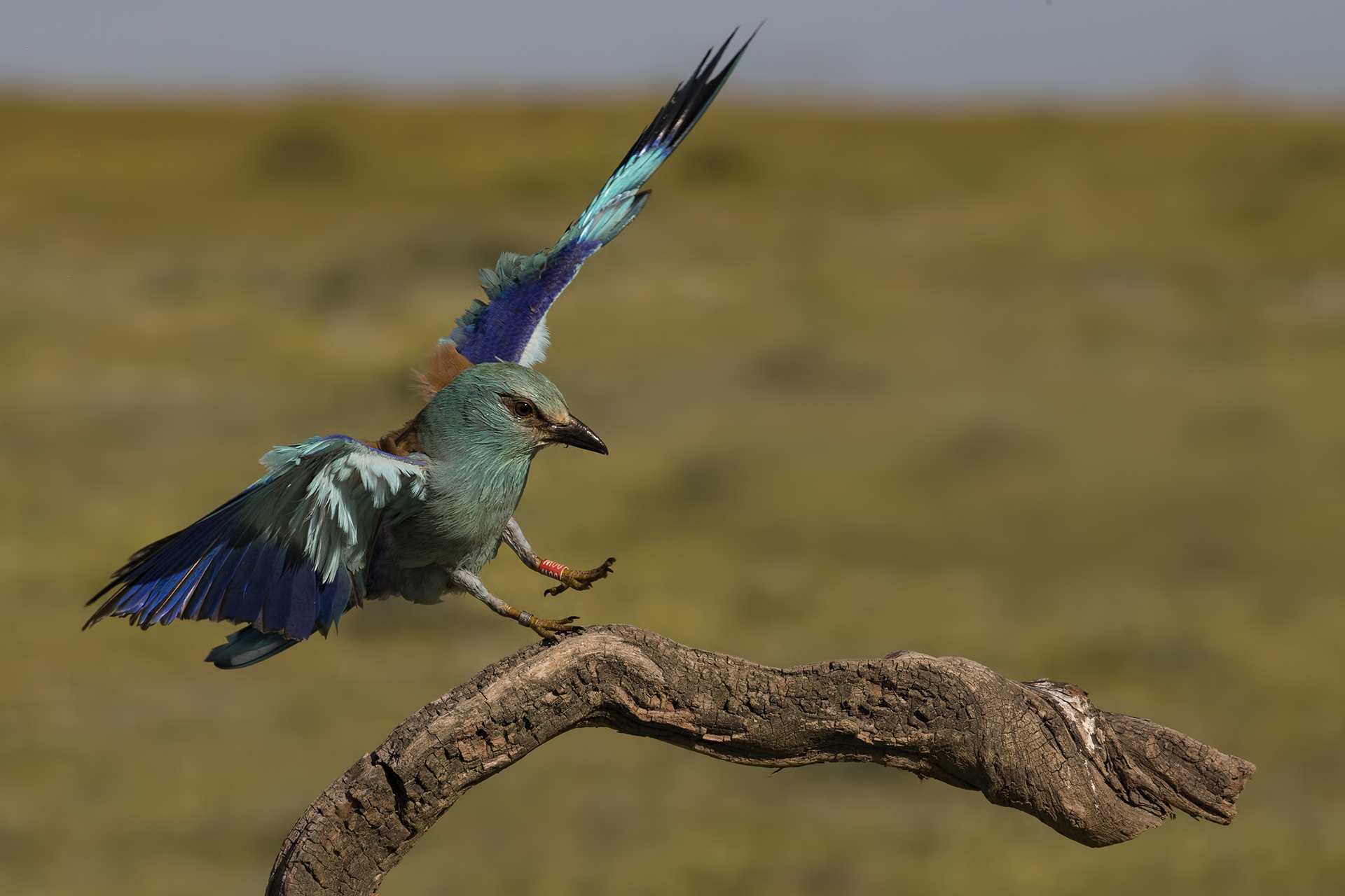 European roller Coracias garrulus female